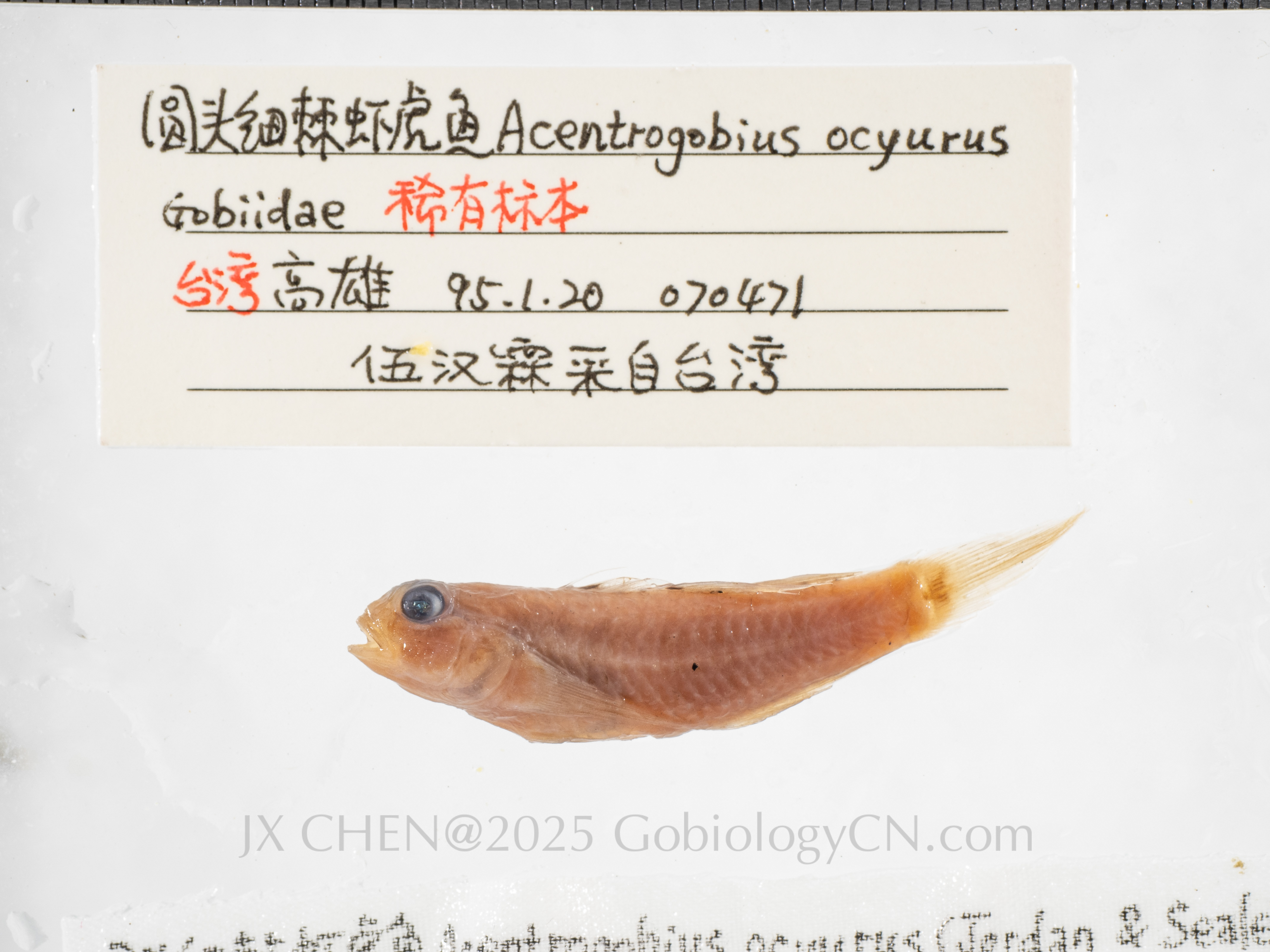 Acentrogobius ocyurus Kaohsiung