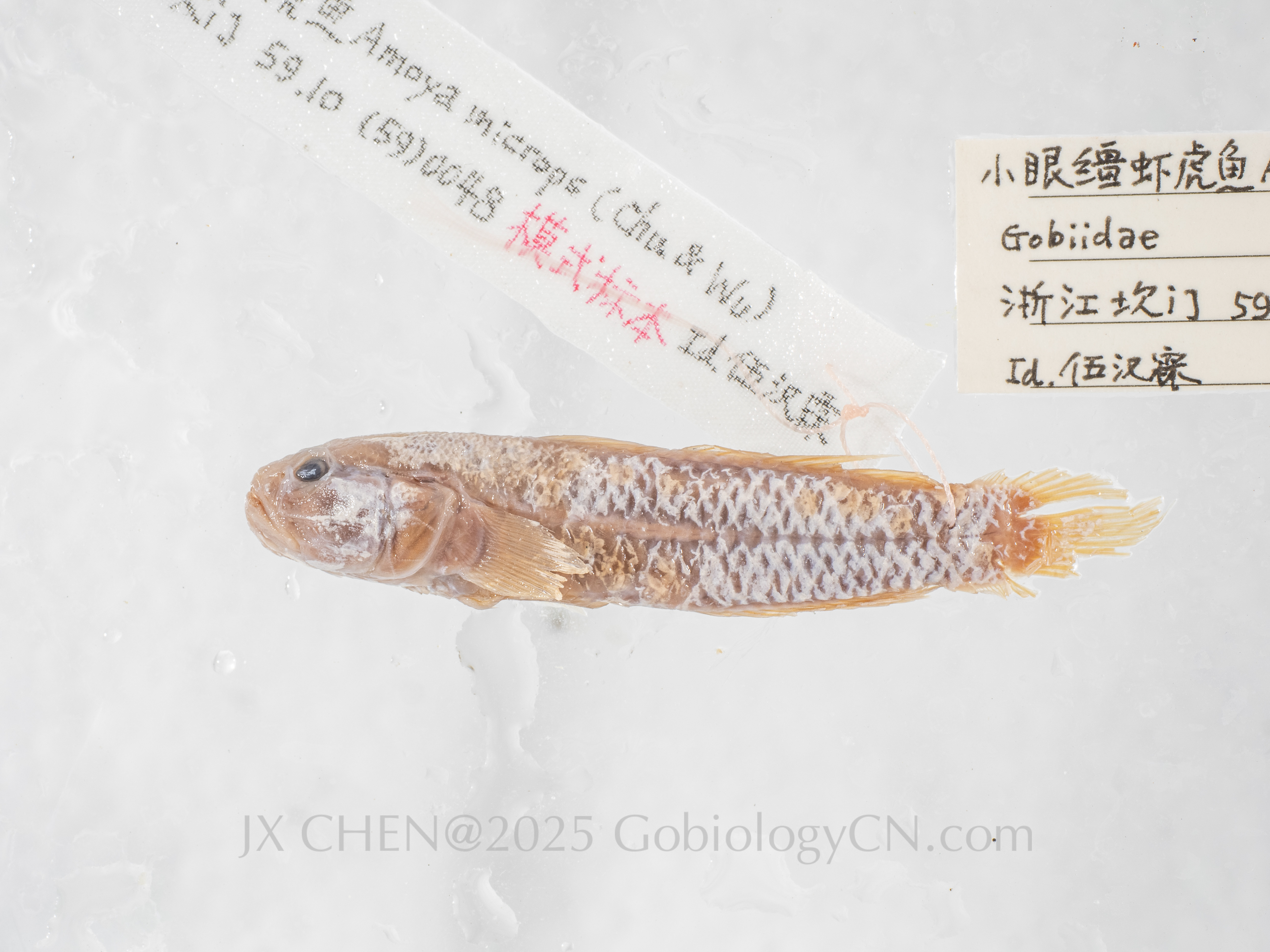 Amoya microps holotype