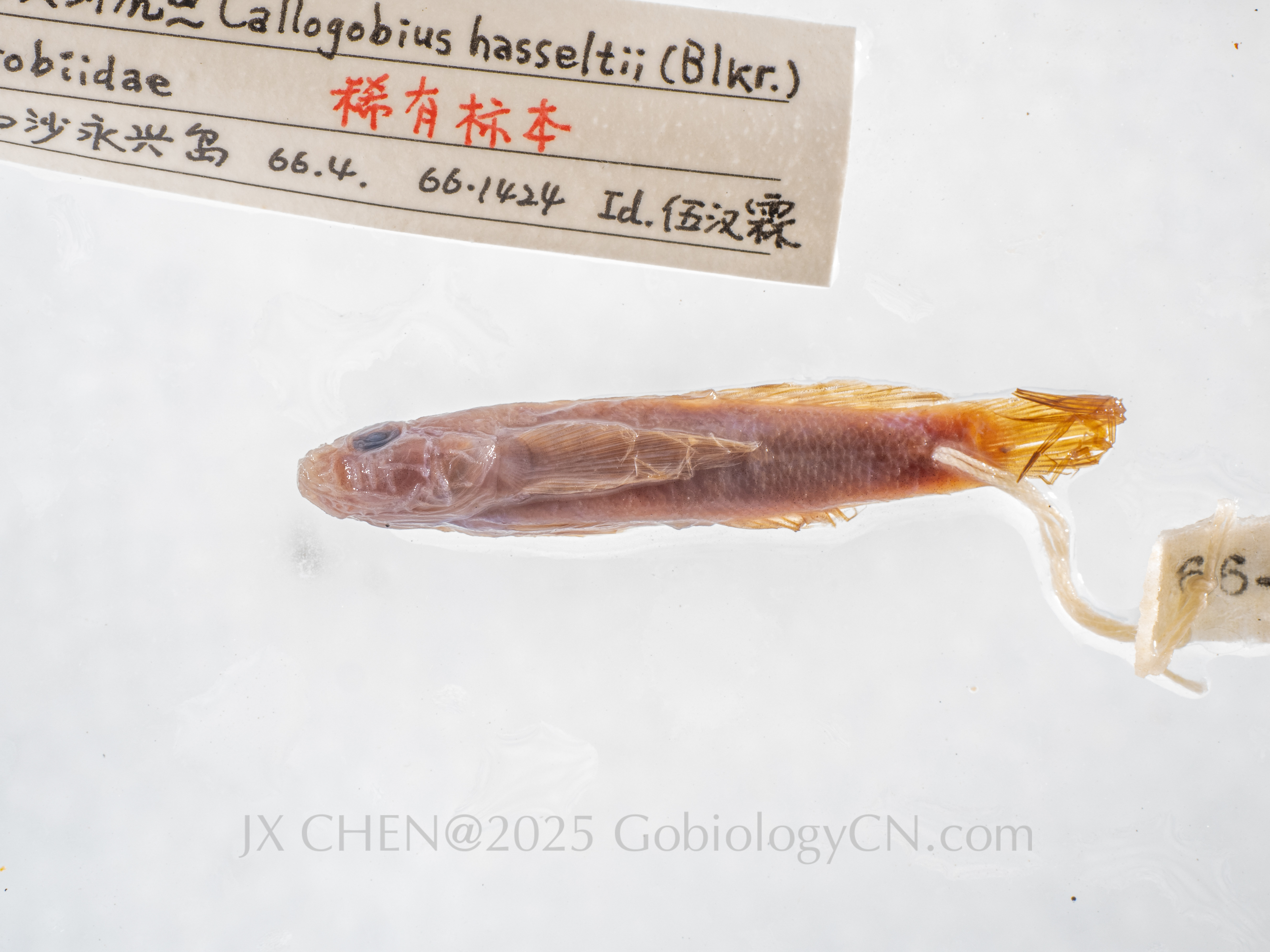 Callogobius hasseltii Xisha