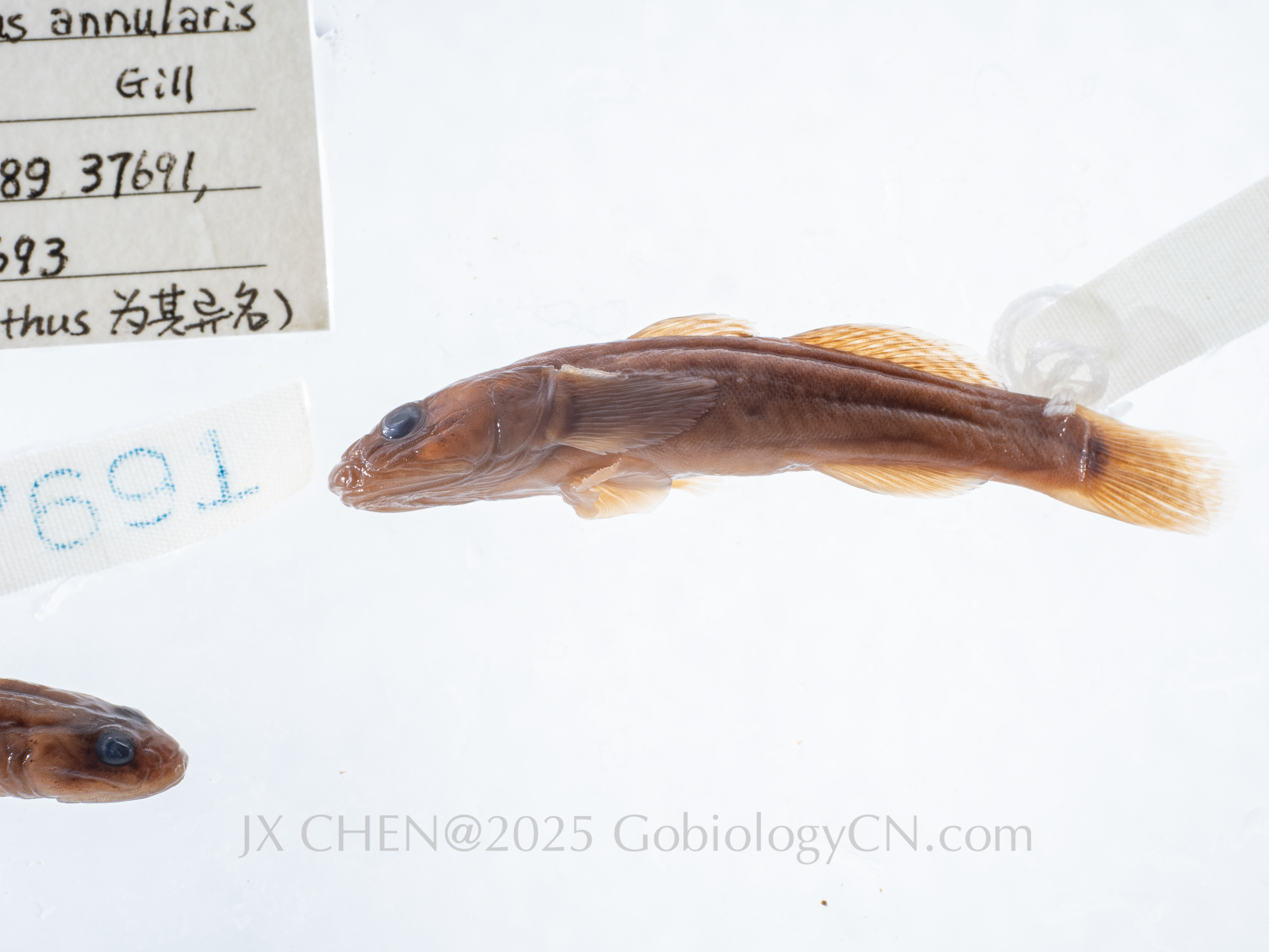 Chaenogobius annularis Dalian