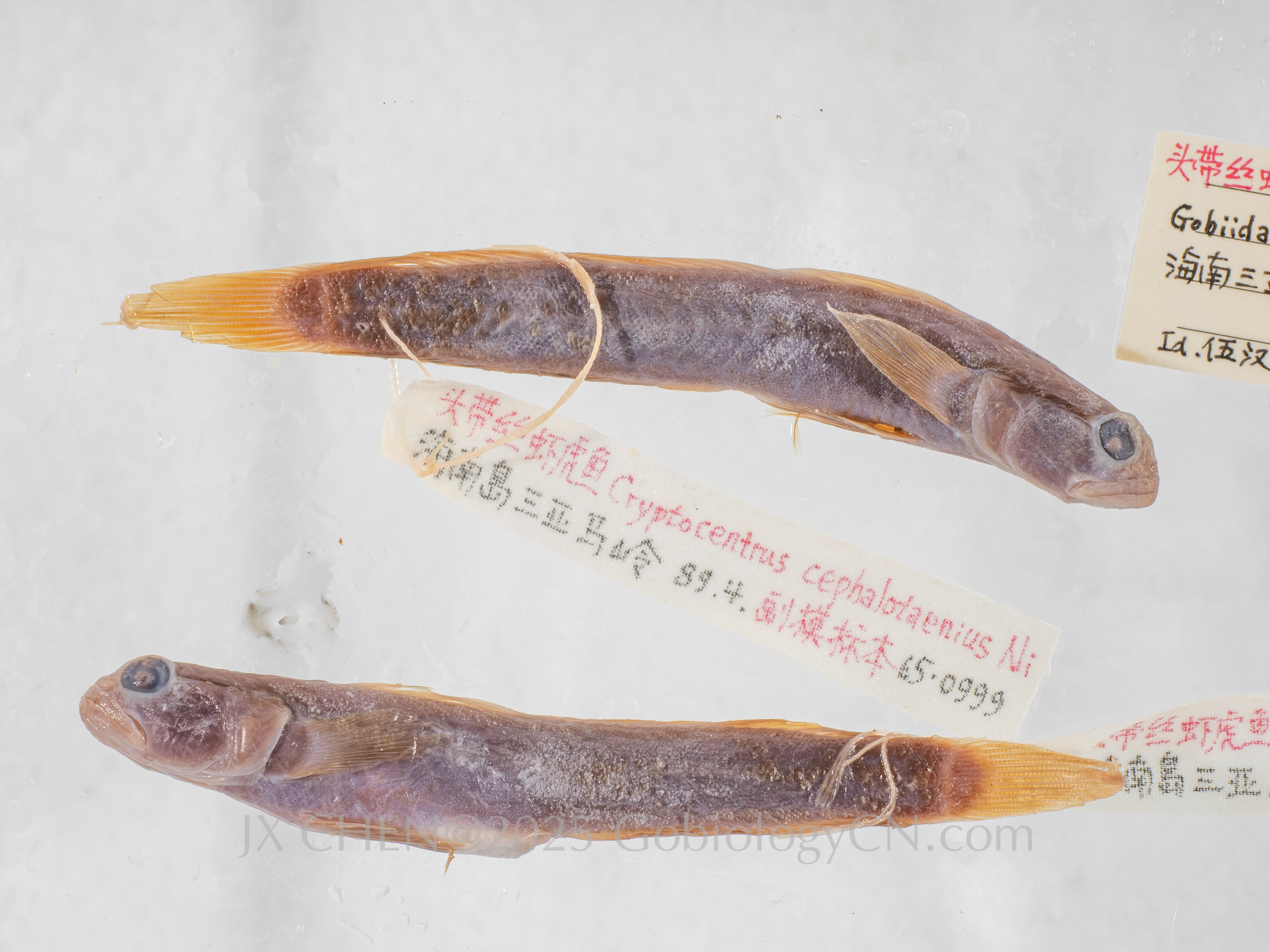 Cryptocentrus cephalotaenius paratype