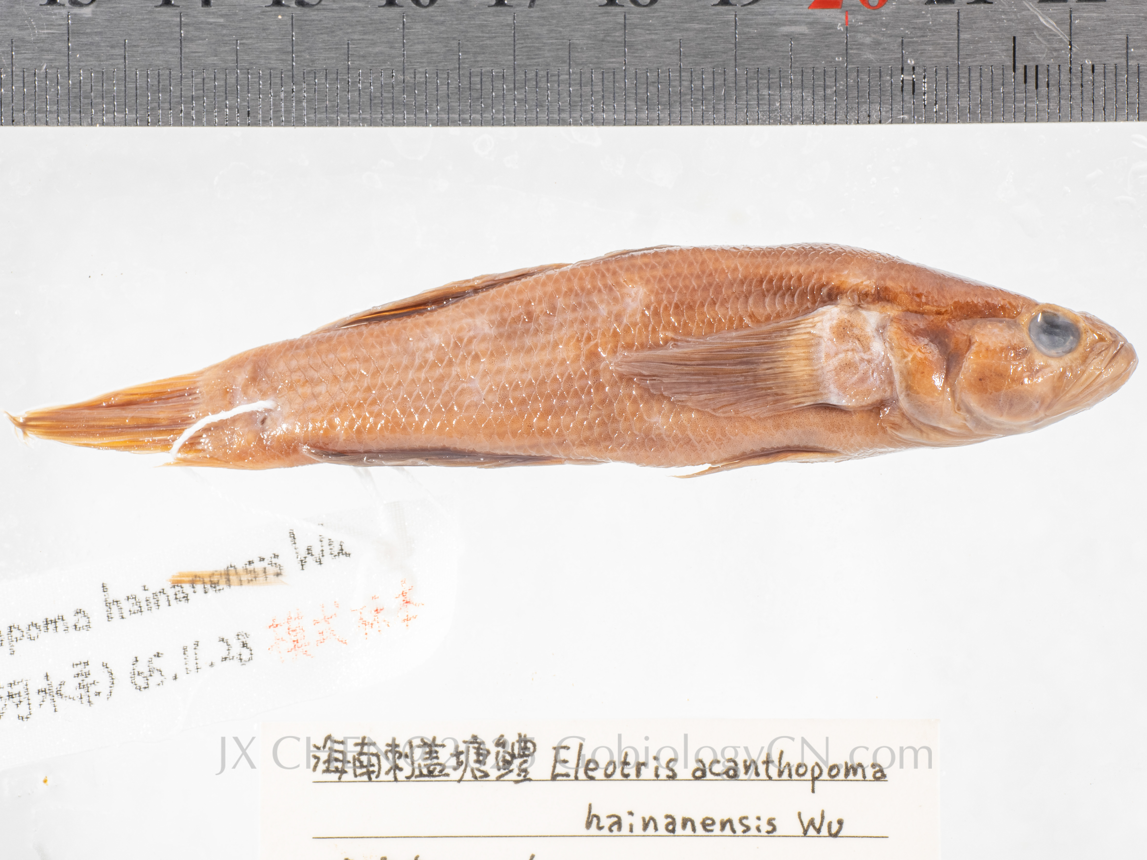Eleotris acanthopoma hainanensis Holotype