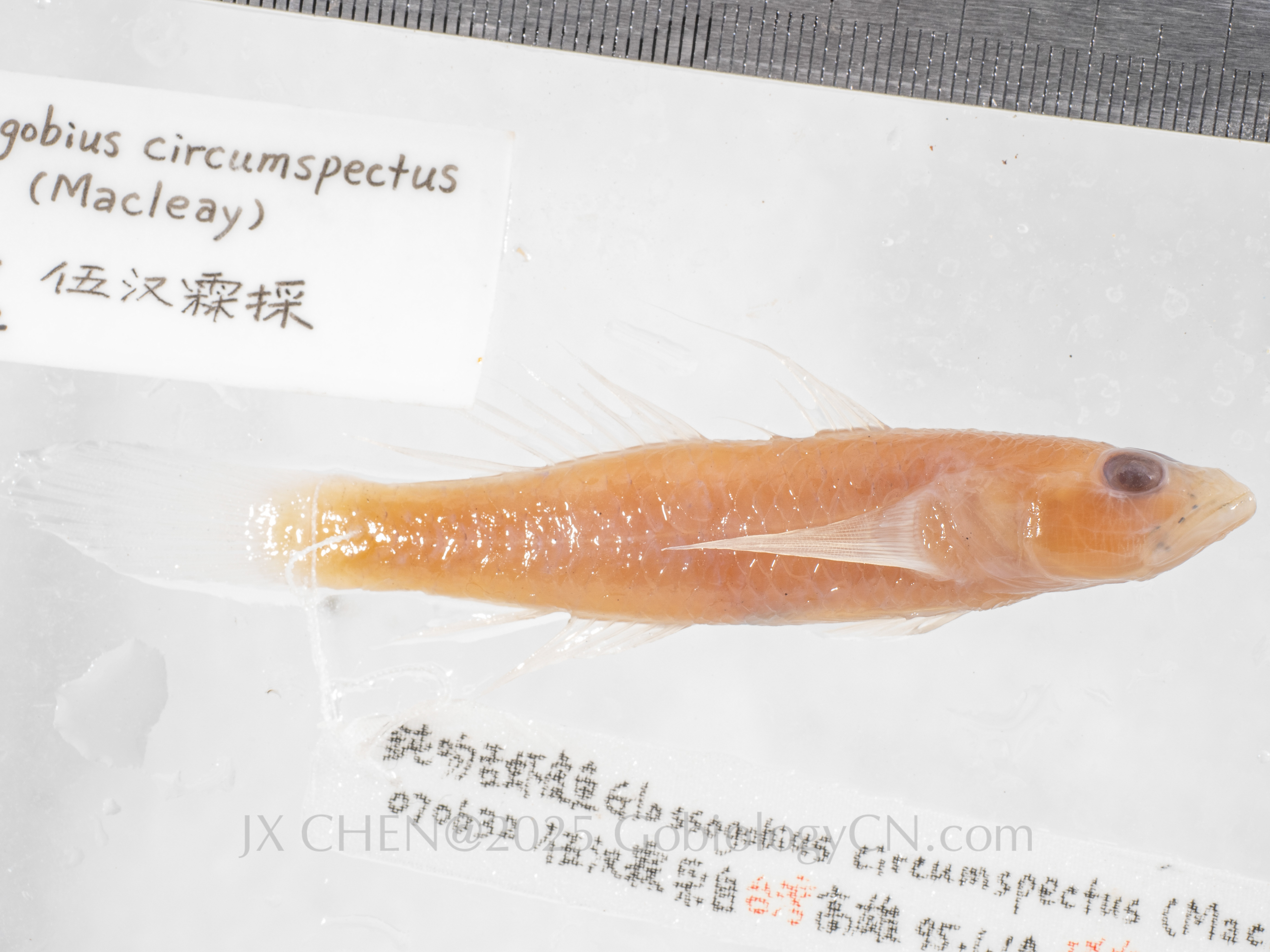 Glossogobius circumspectus