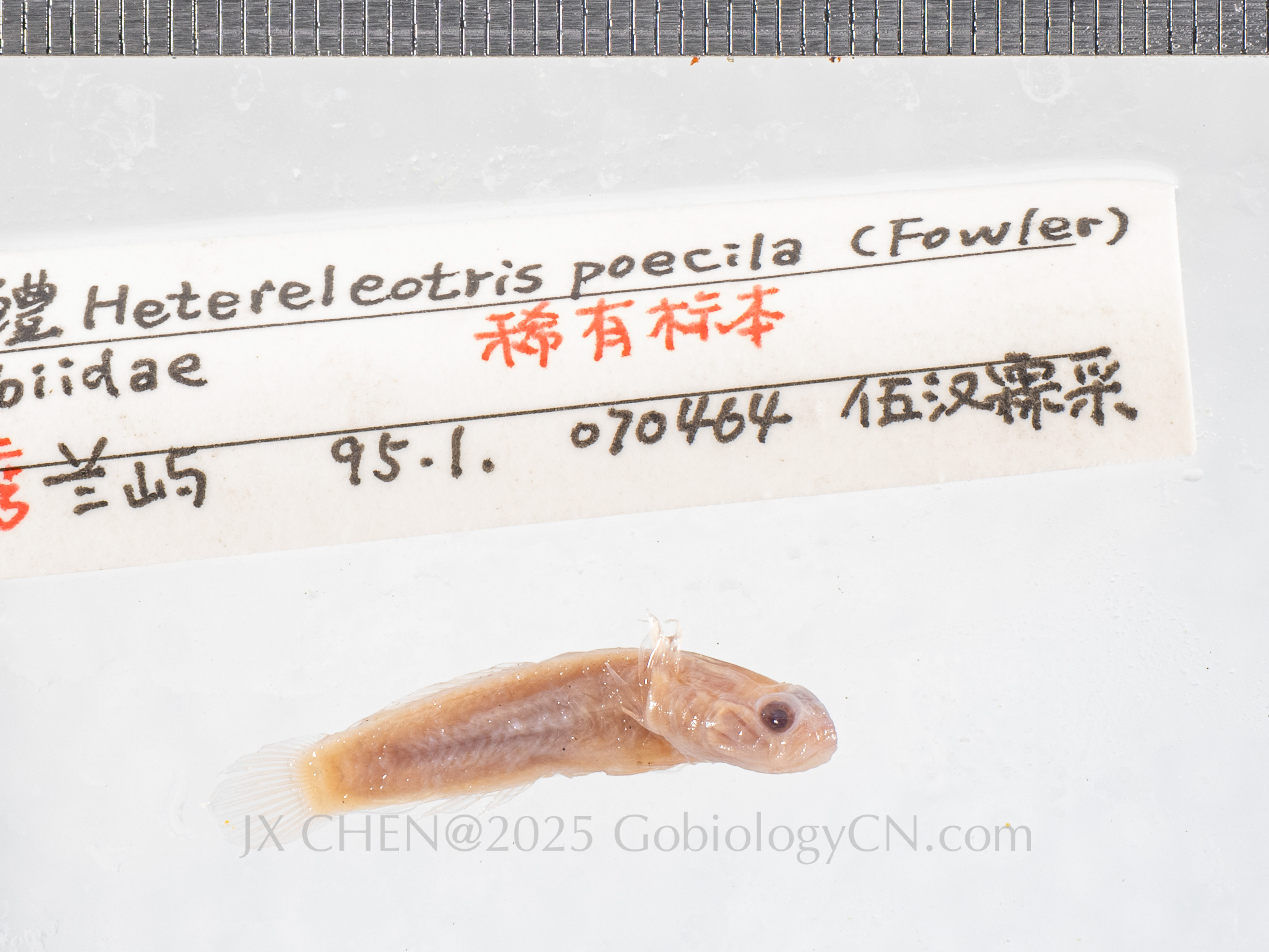 Hetereleotris poecila