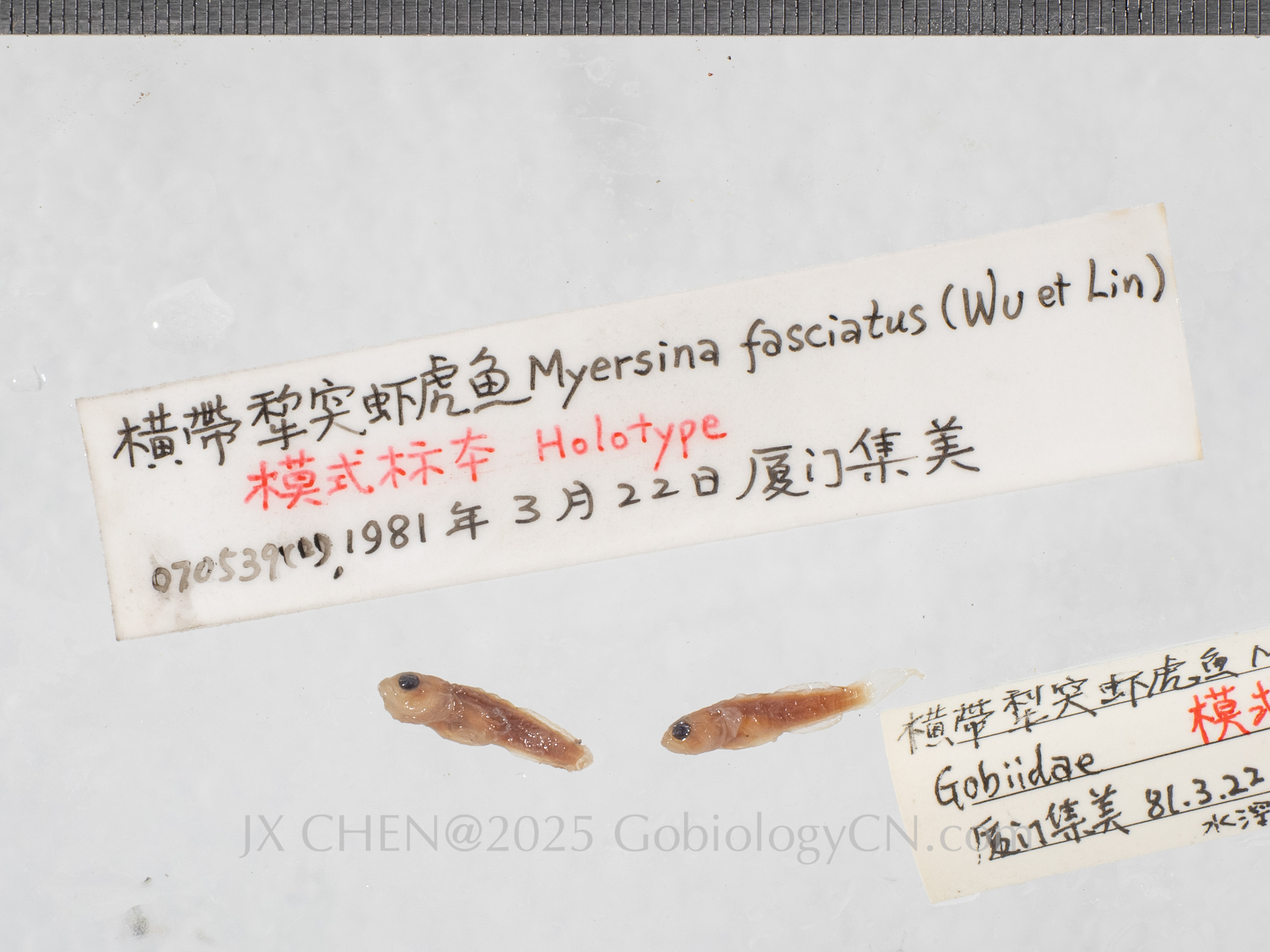 Myersina fasciatus holotype