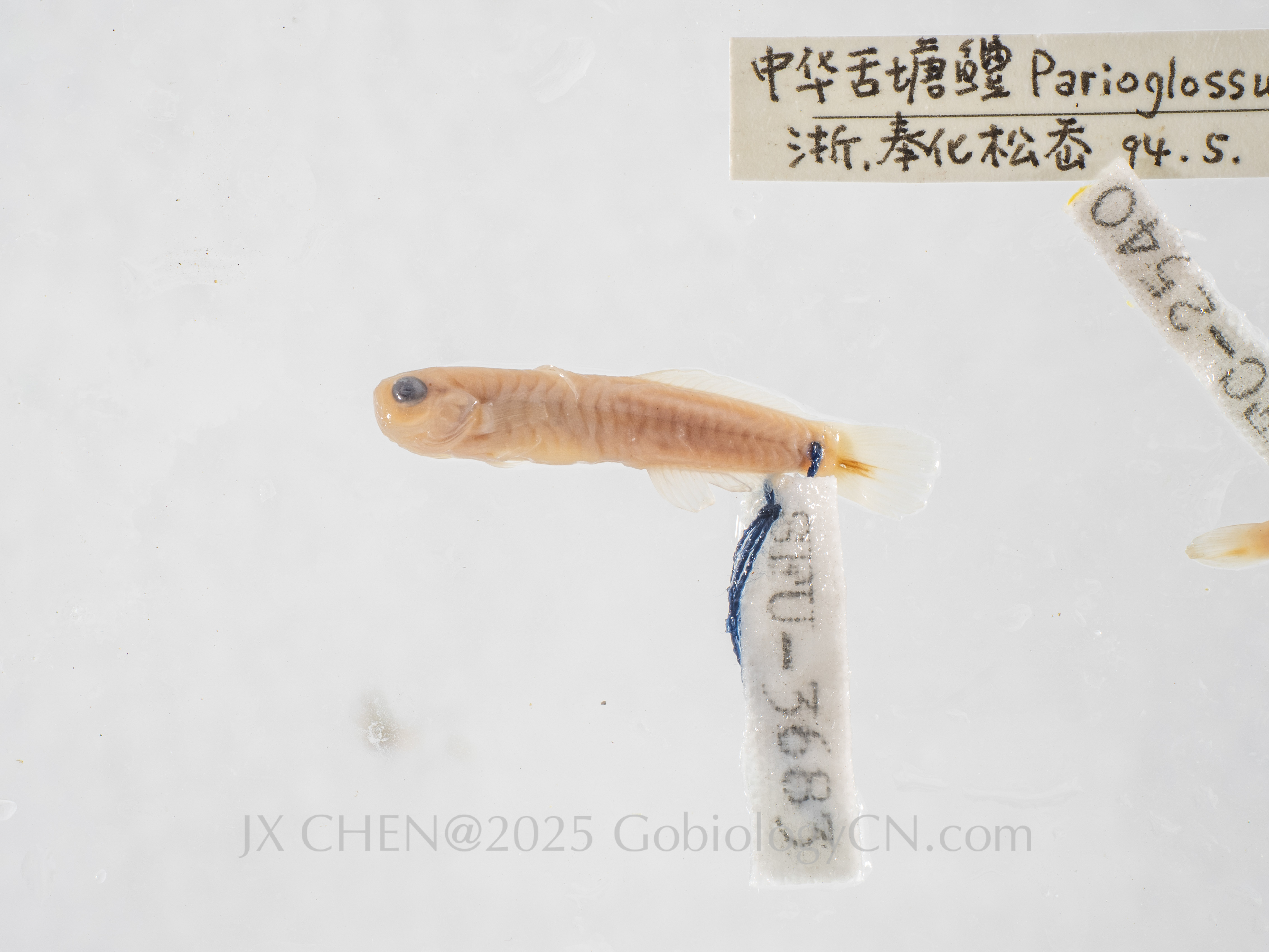 Parioglossus sinensis paratype