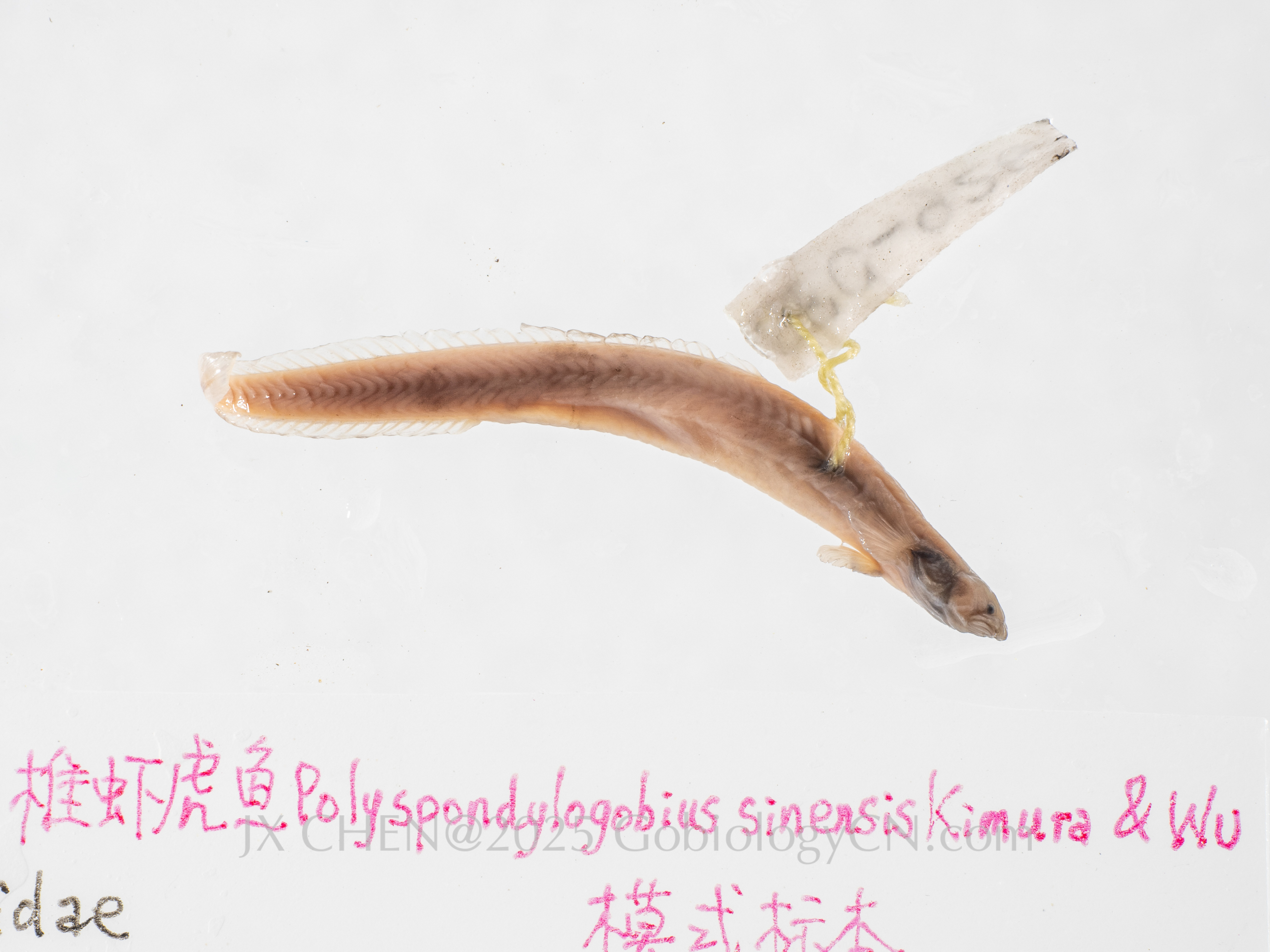 Polyspondylogobius sinensis holotype