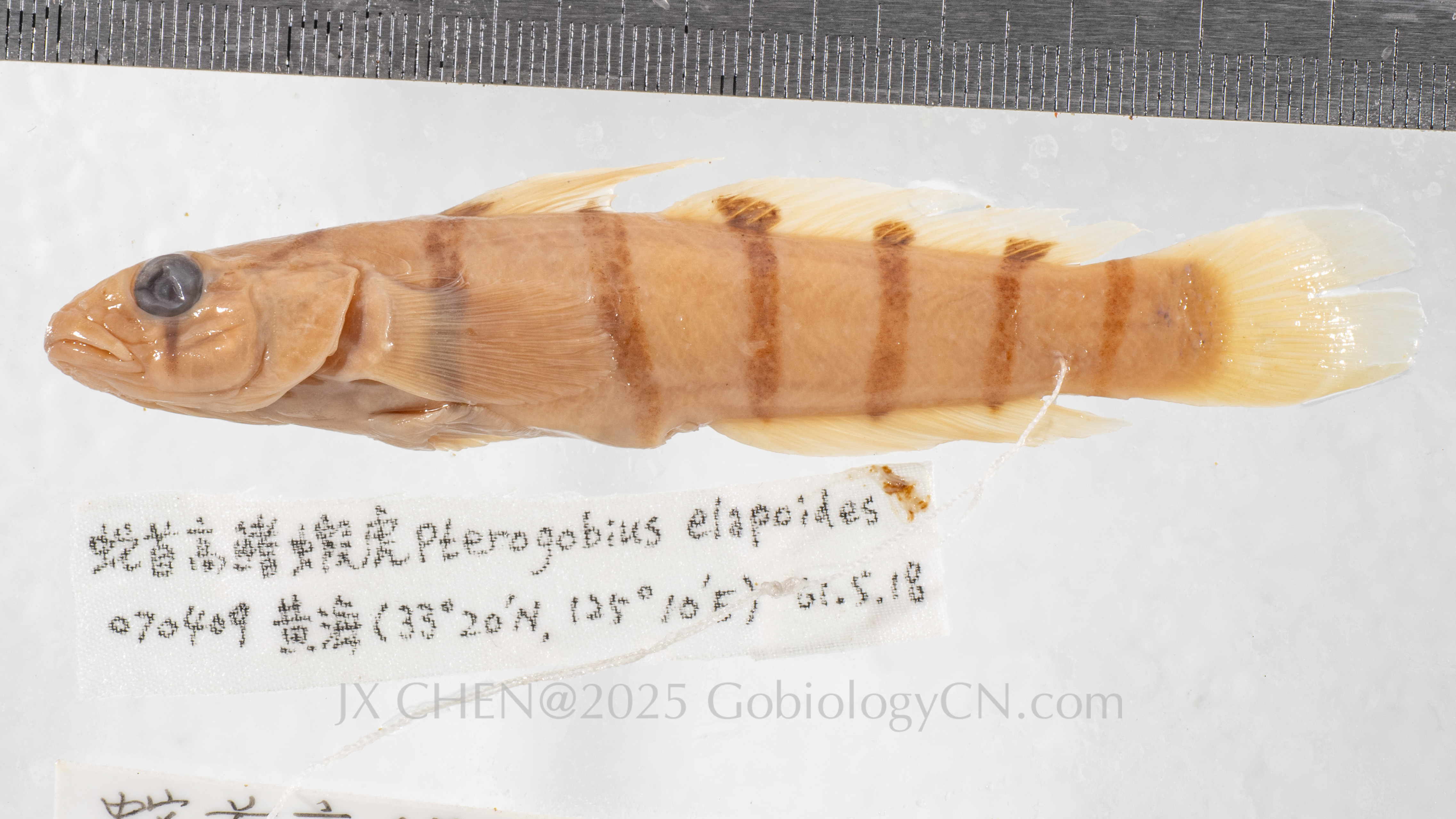 Pterogobius elapoides