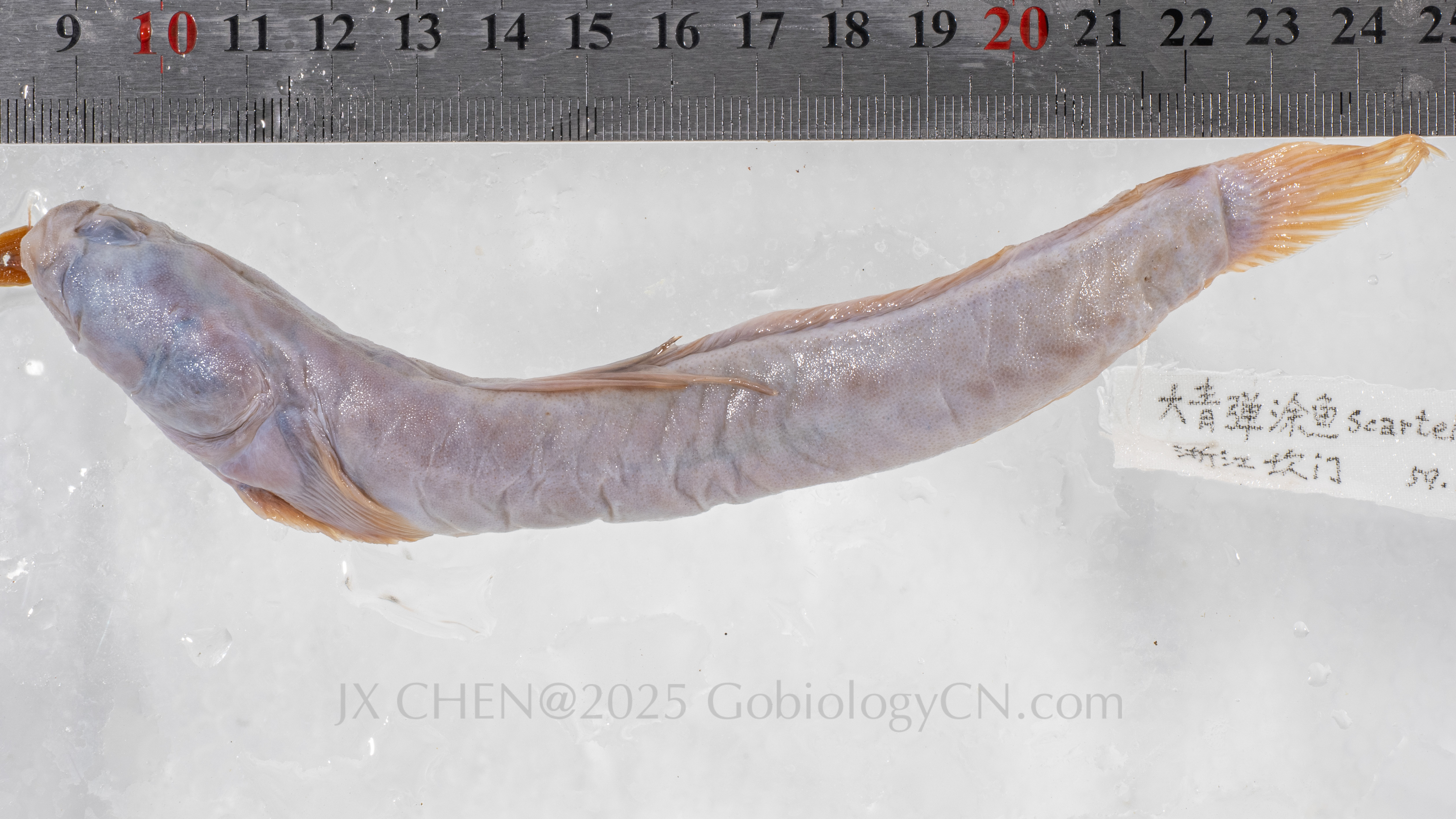 Scartelaos gigas holotype