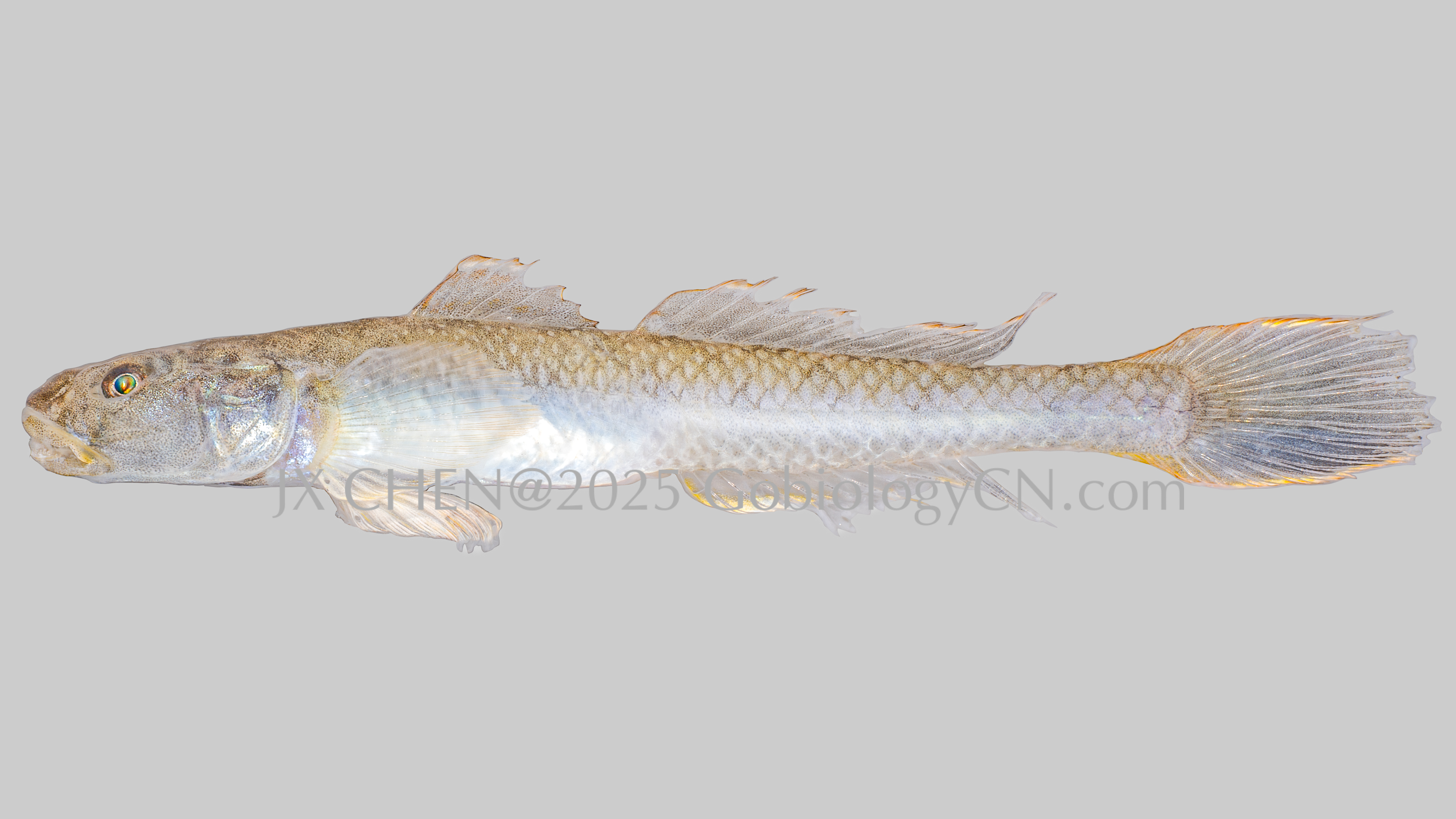 Acanthogobius elongatus