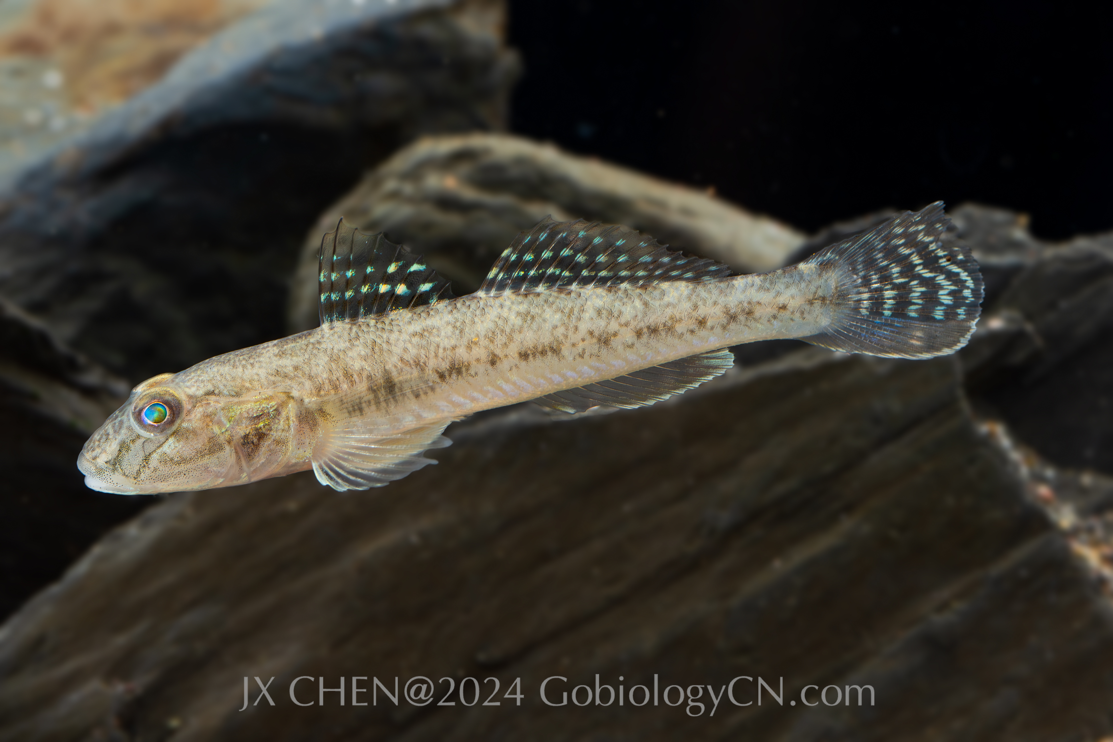 Acanthogobius flavimanus Image 1