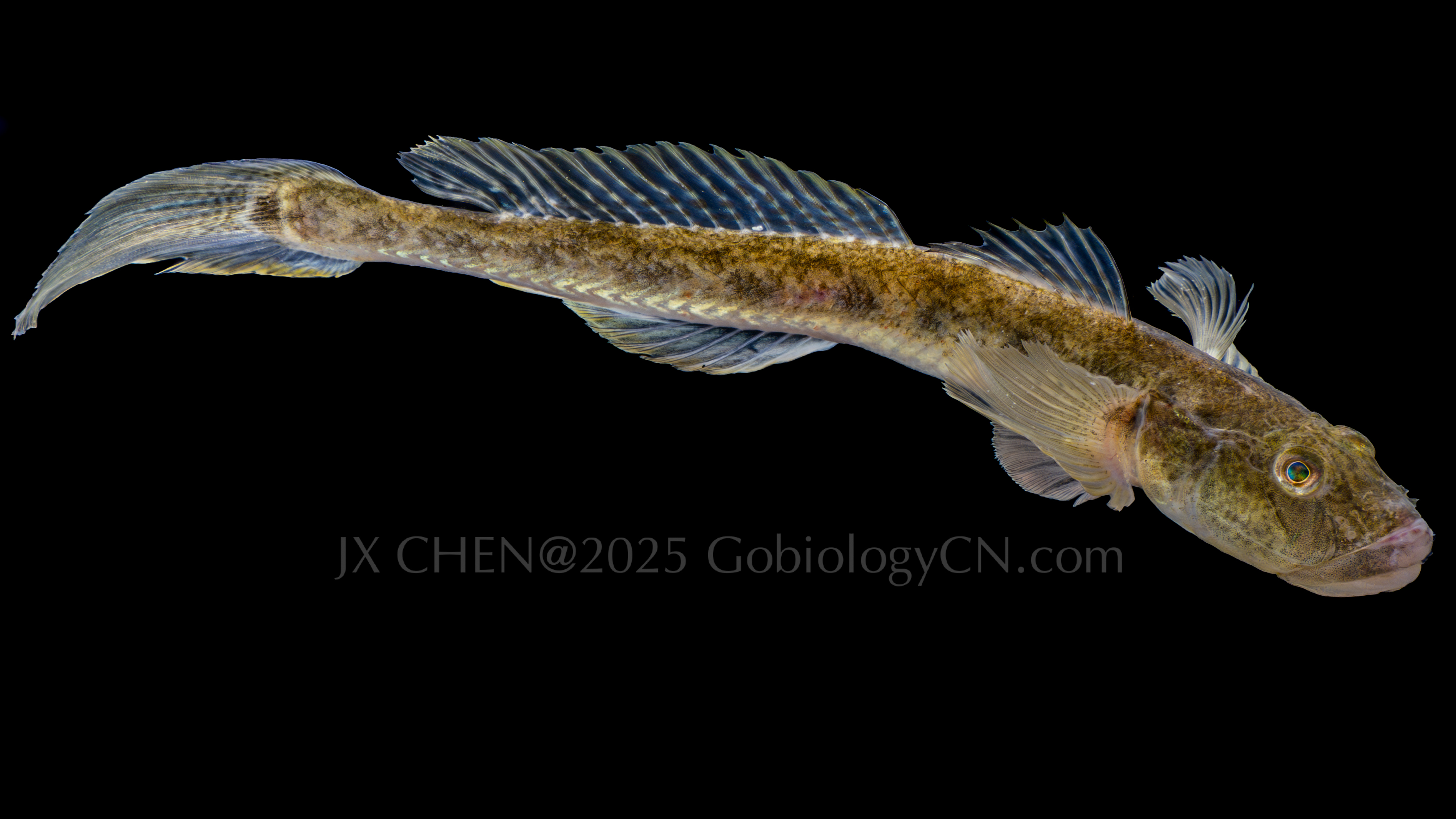 Acanthogobius hasta Quanzhou