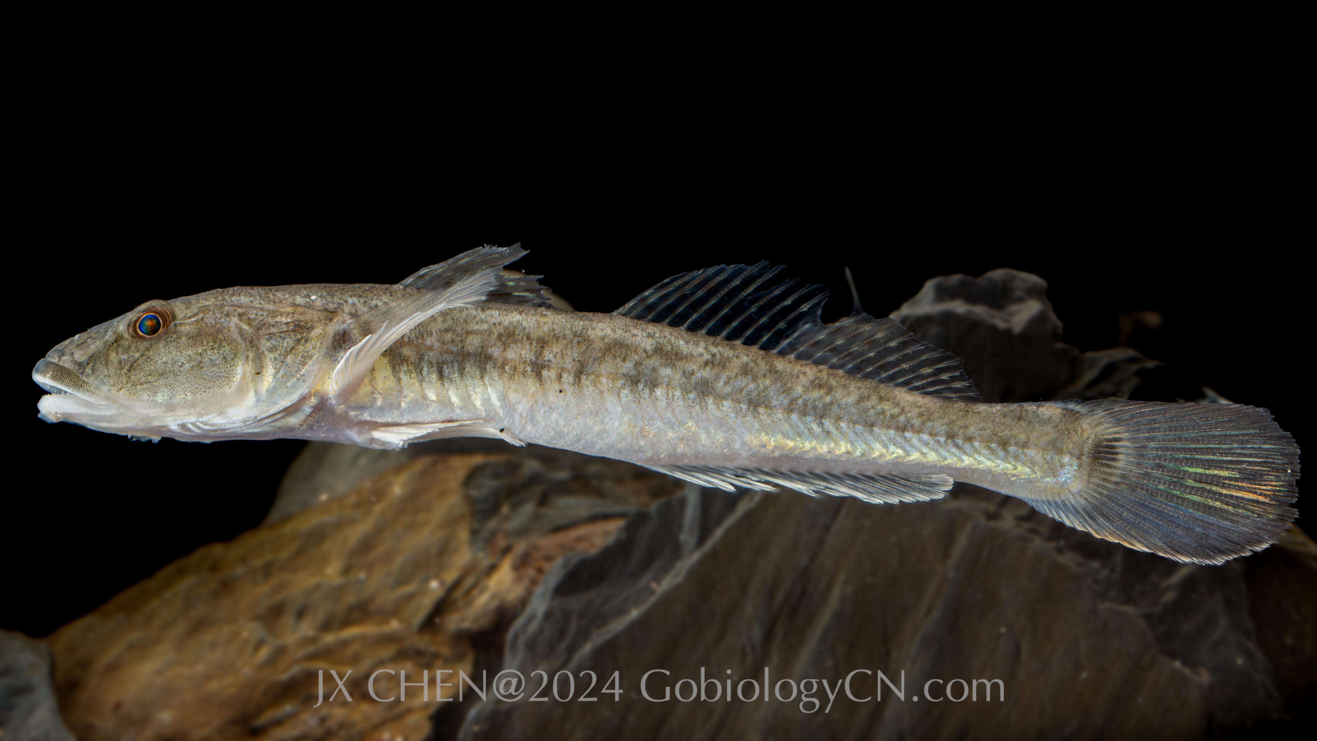 Acanthogobius hasta zhoushan