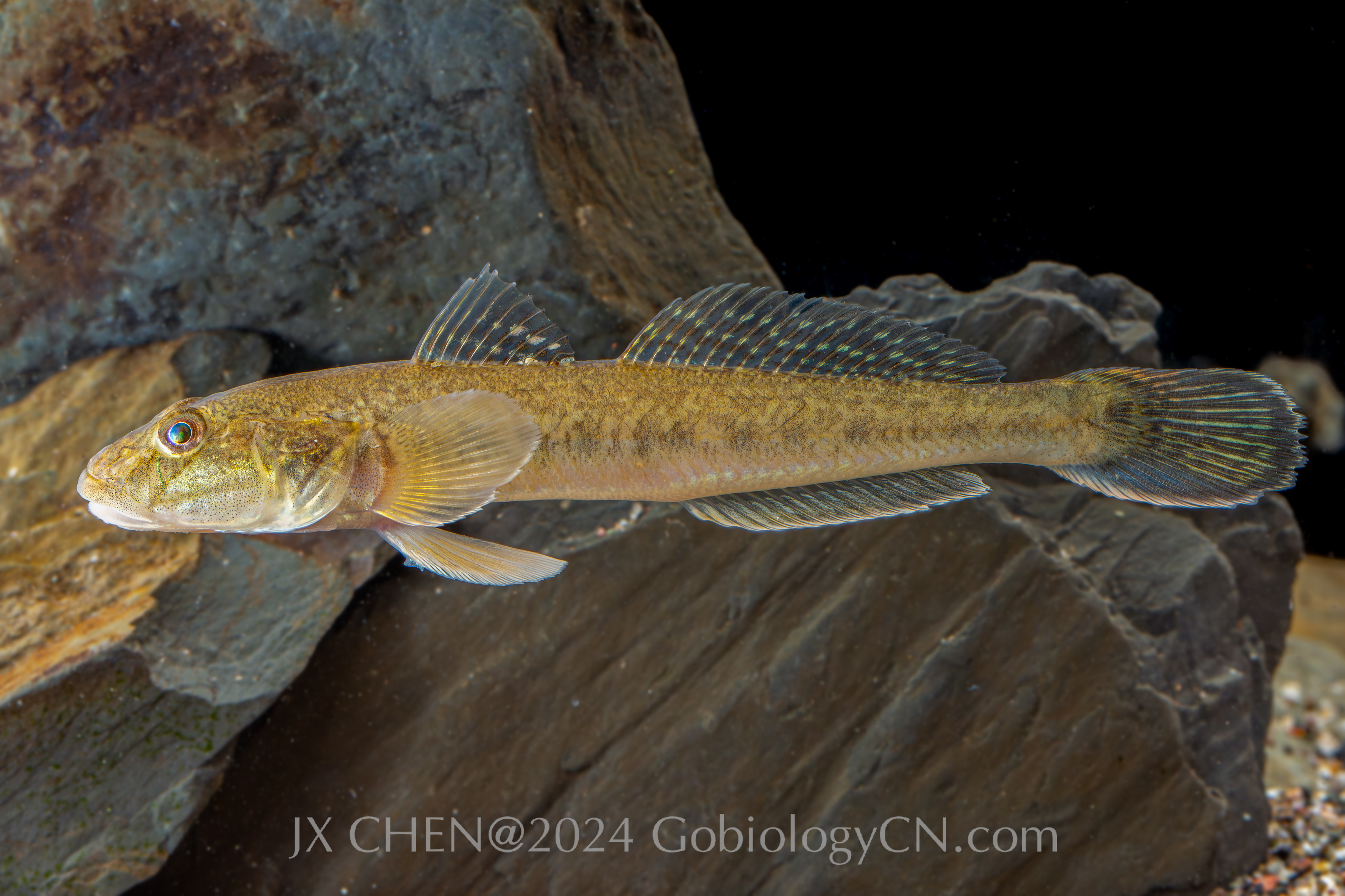 Acanthogobius hasta dandong