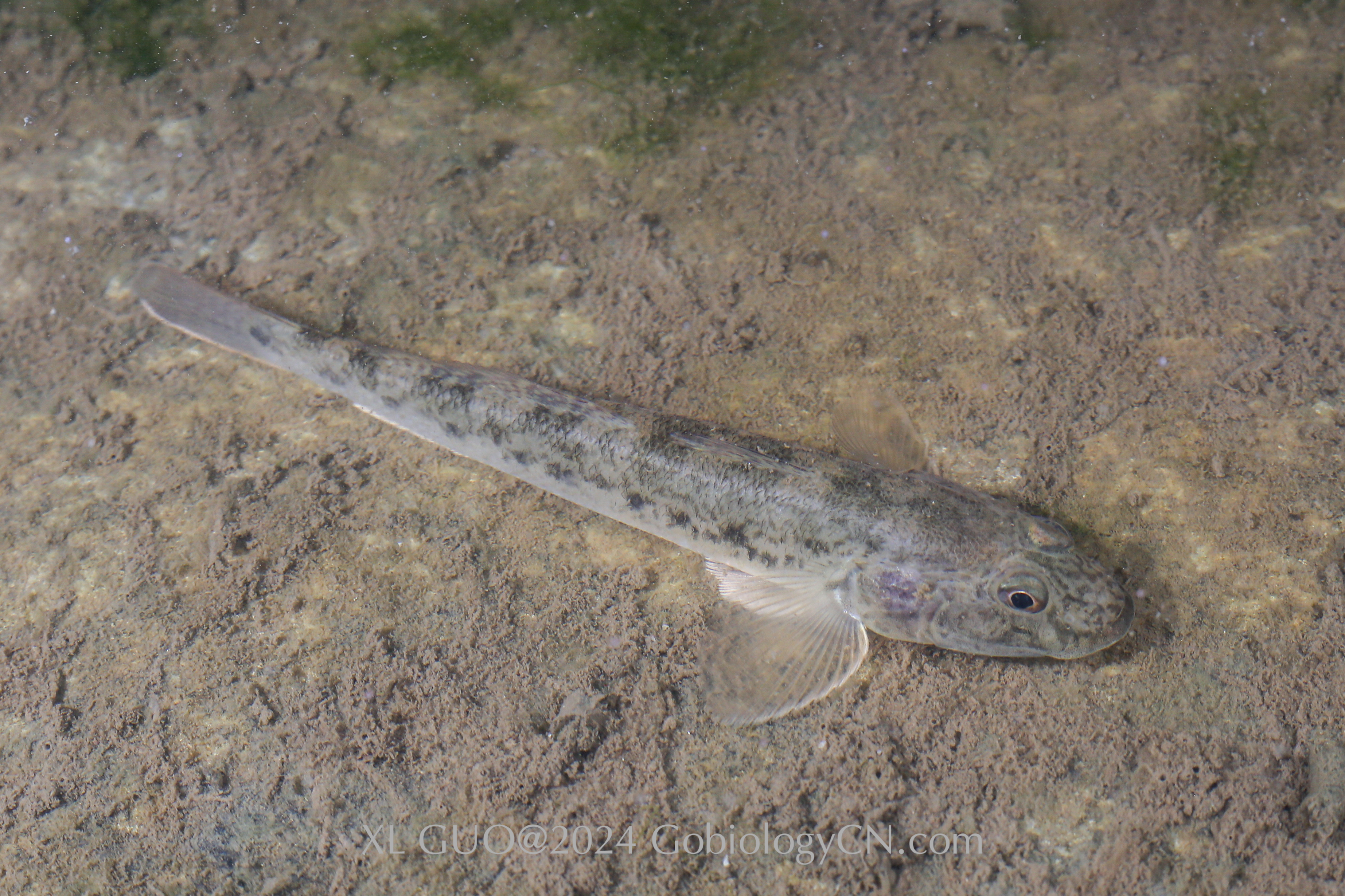 Acanthogobius hasta zhoushan