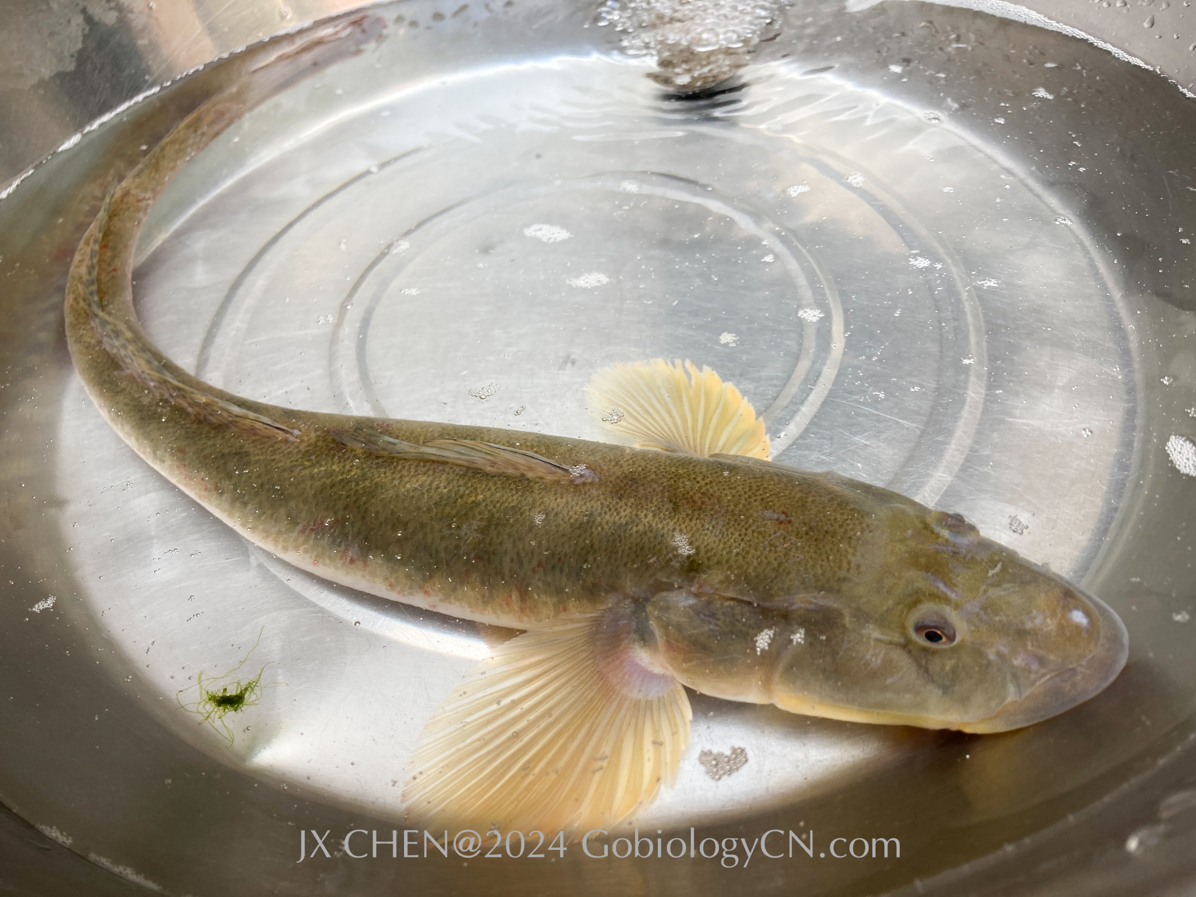 Acanthogobius hasta at market