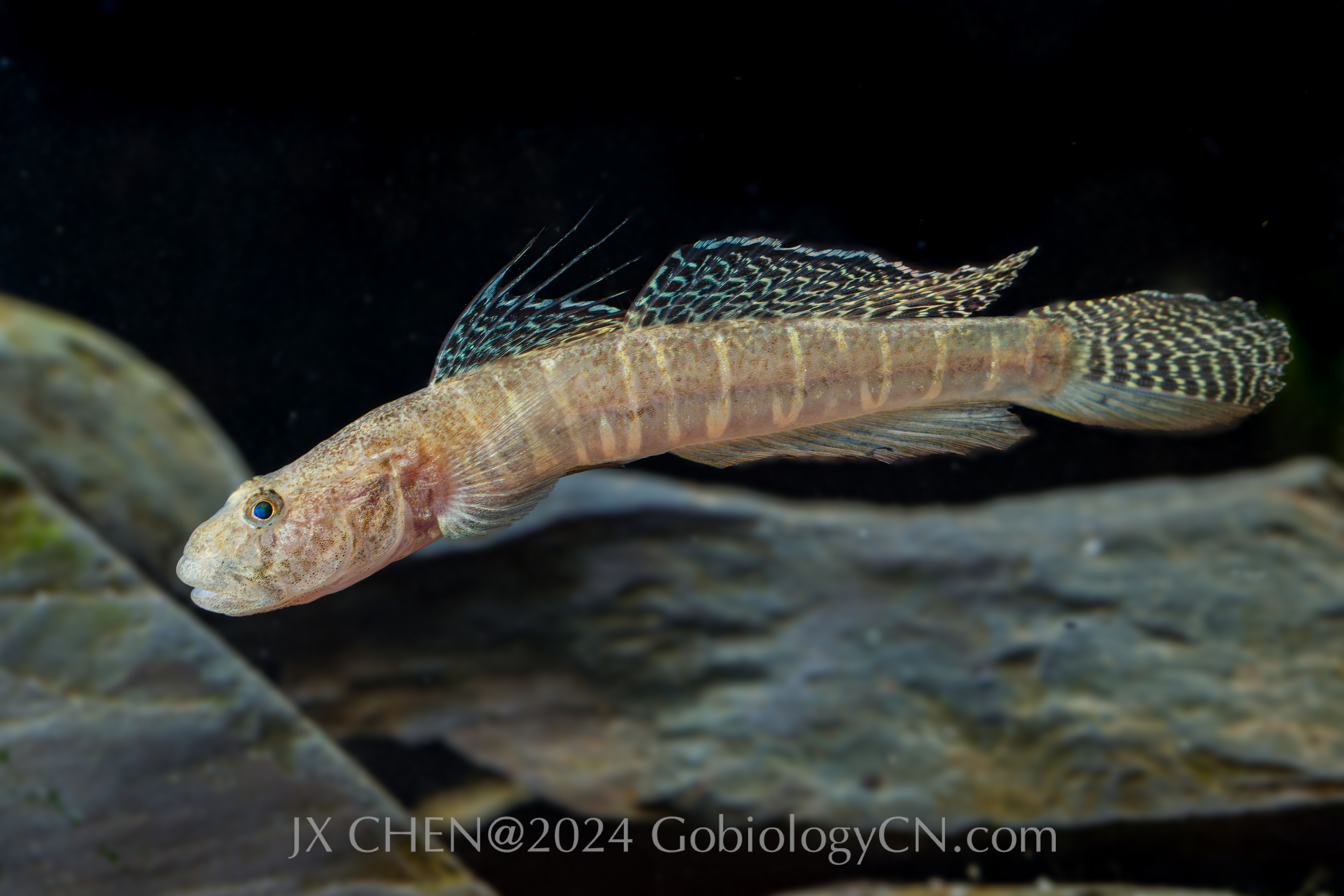 Acanthogobius lactipes Image 1