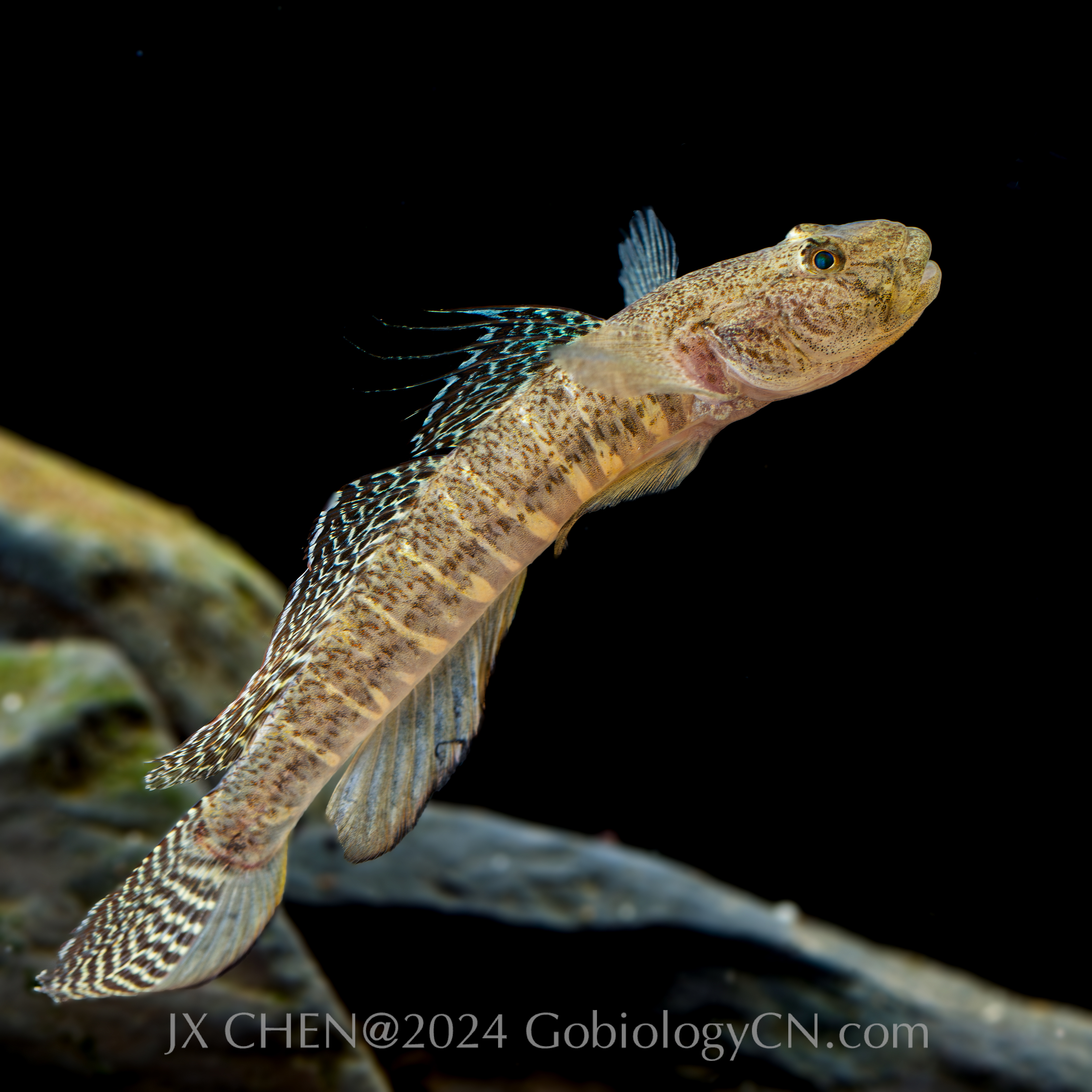 Acanthogobius lactipes Image 2