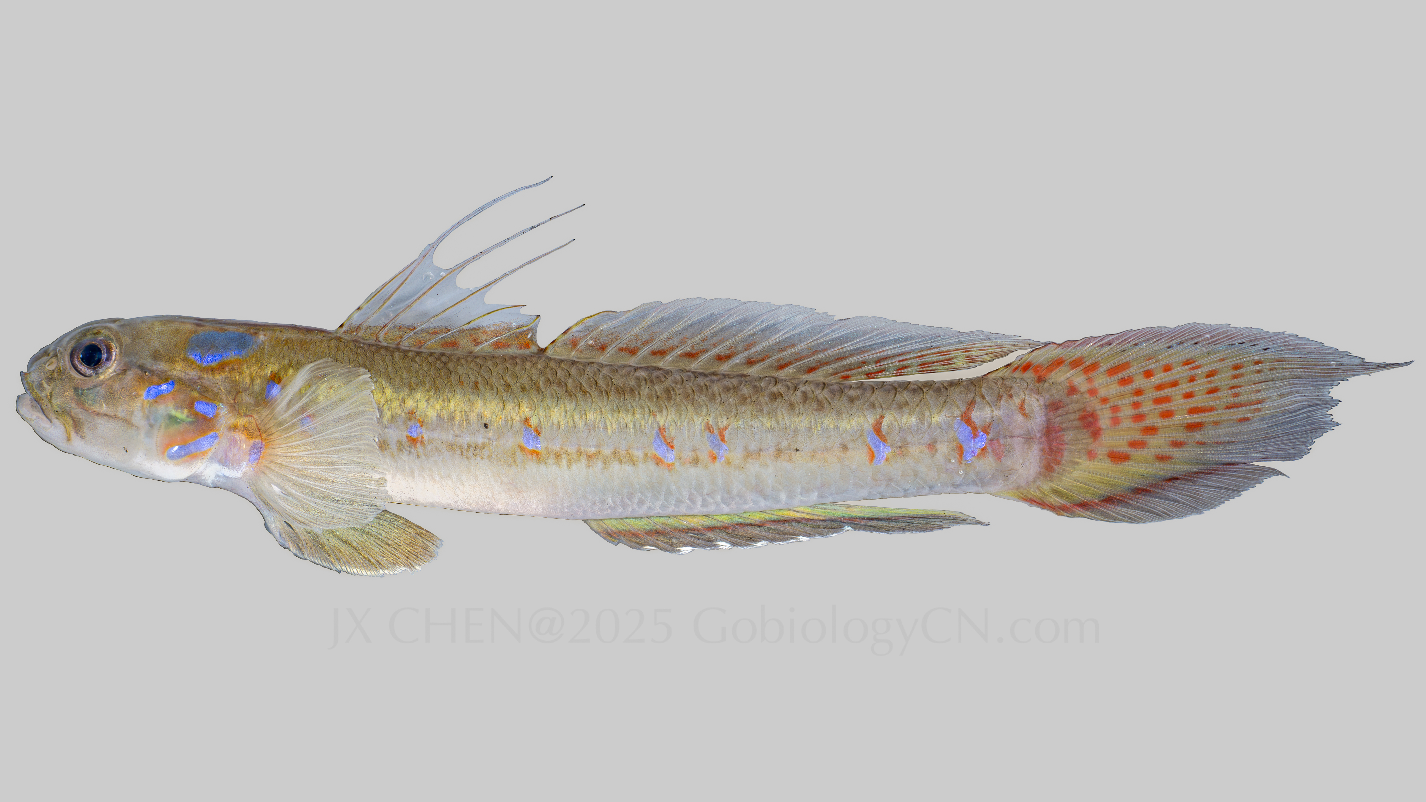 Acentrogobius brevirostris 2
