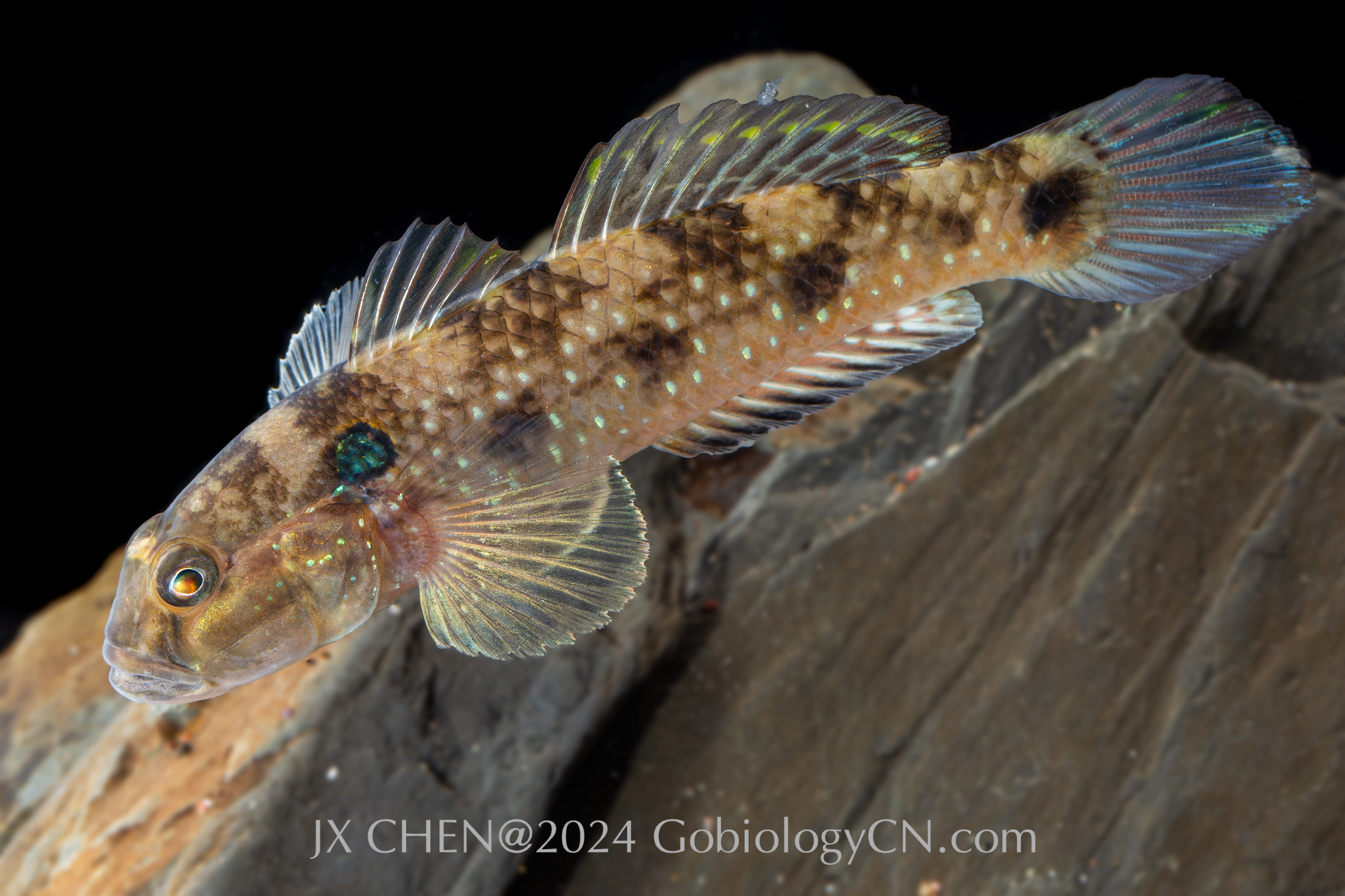 Acentrogobius caninus Chaozhou1