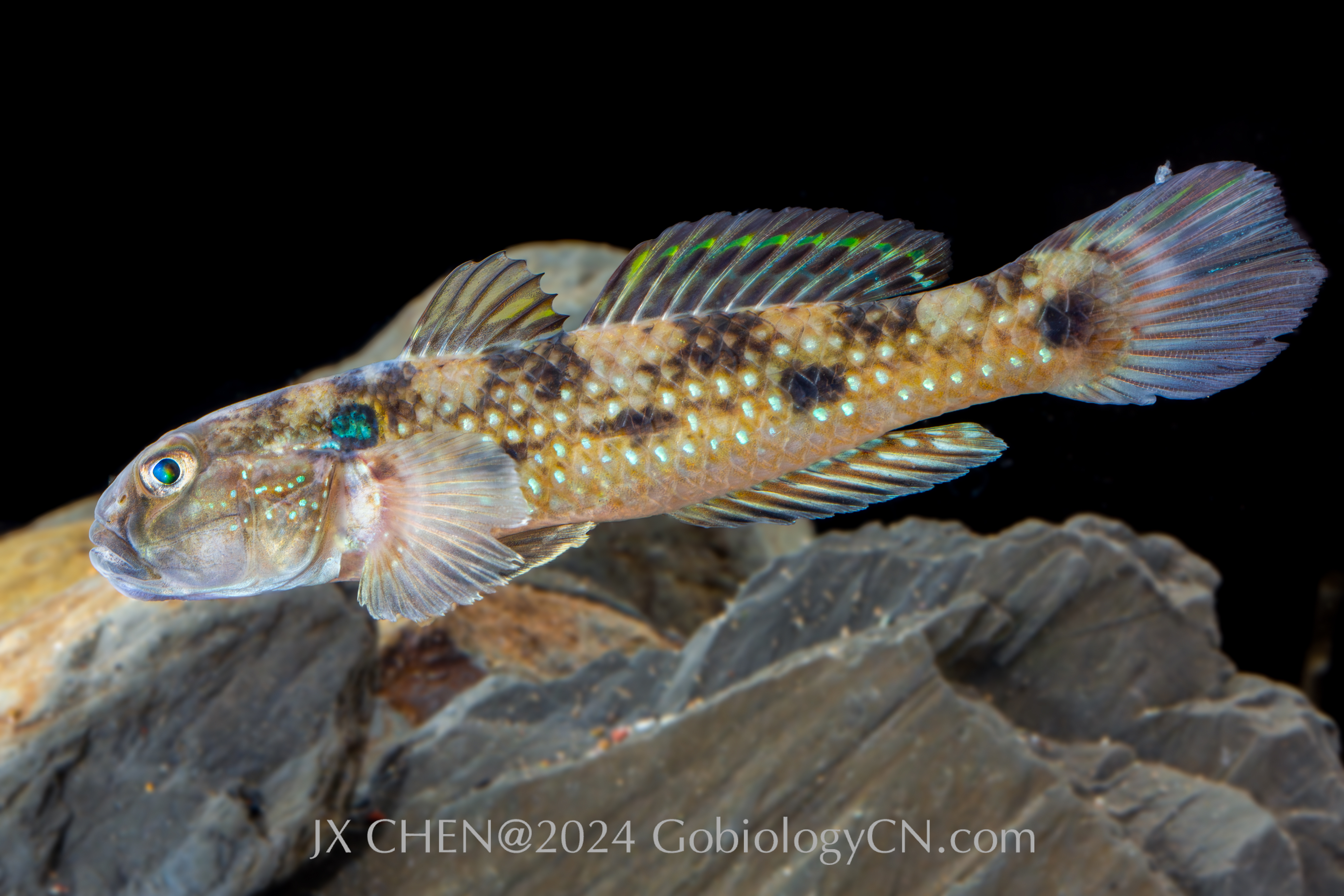 Acentrogobius caninus Chaozhou2