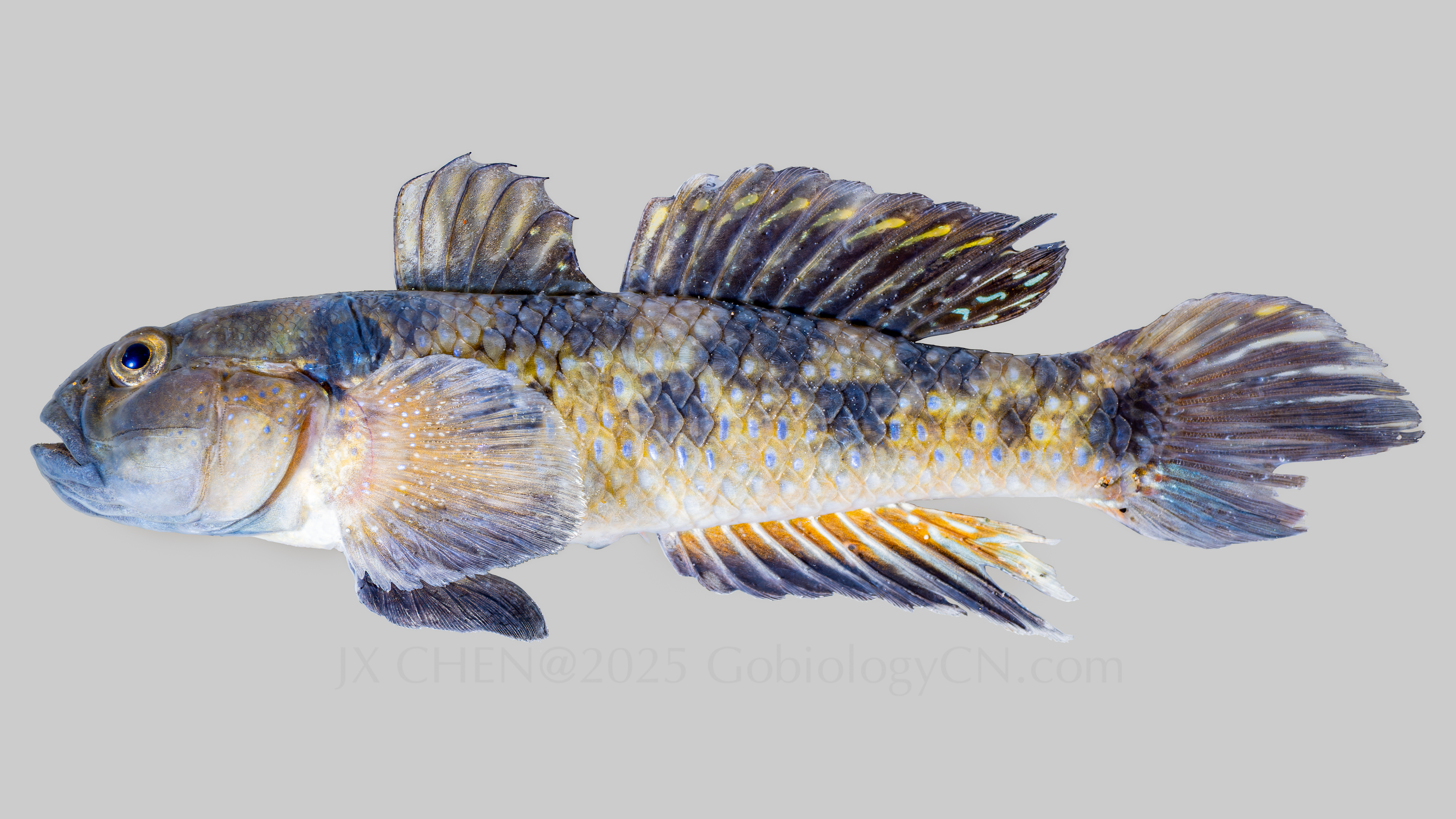Acentrogobius caninus Quanzhou