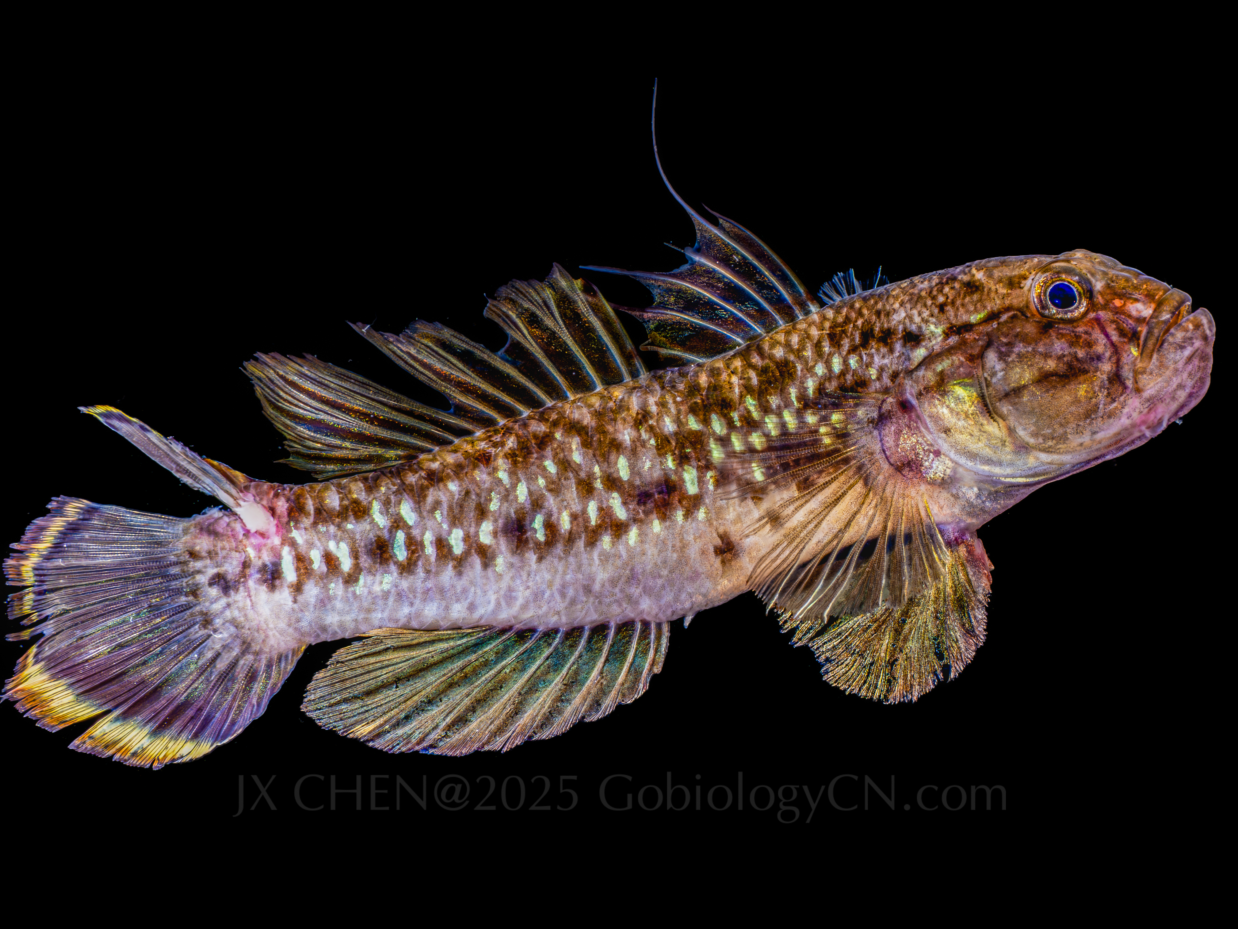Acentrogobius janthinopterus Lingshui