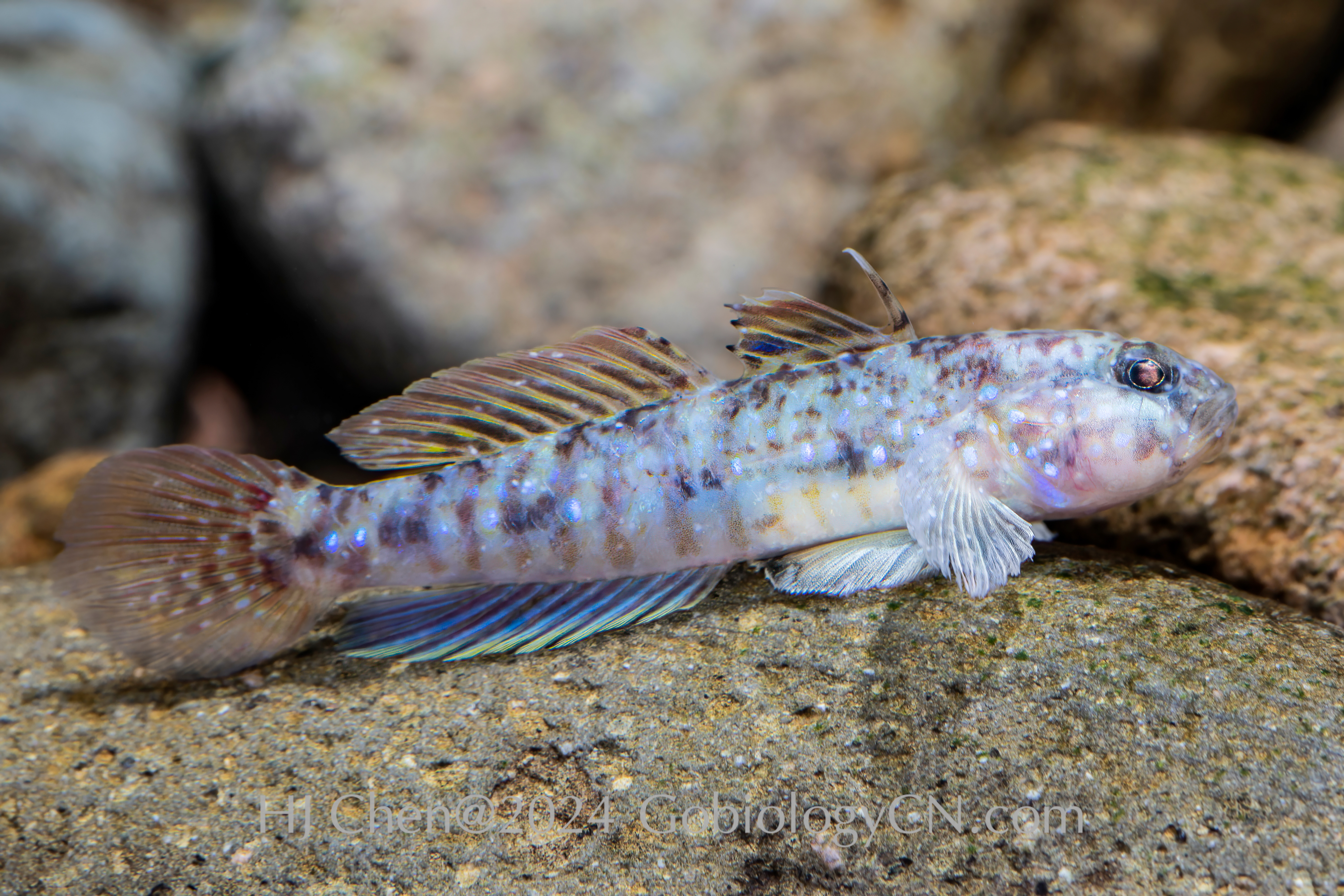 Acentrogobius madraspatensis