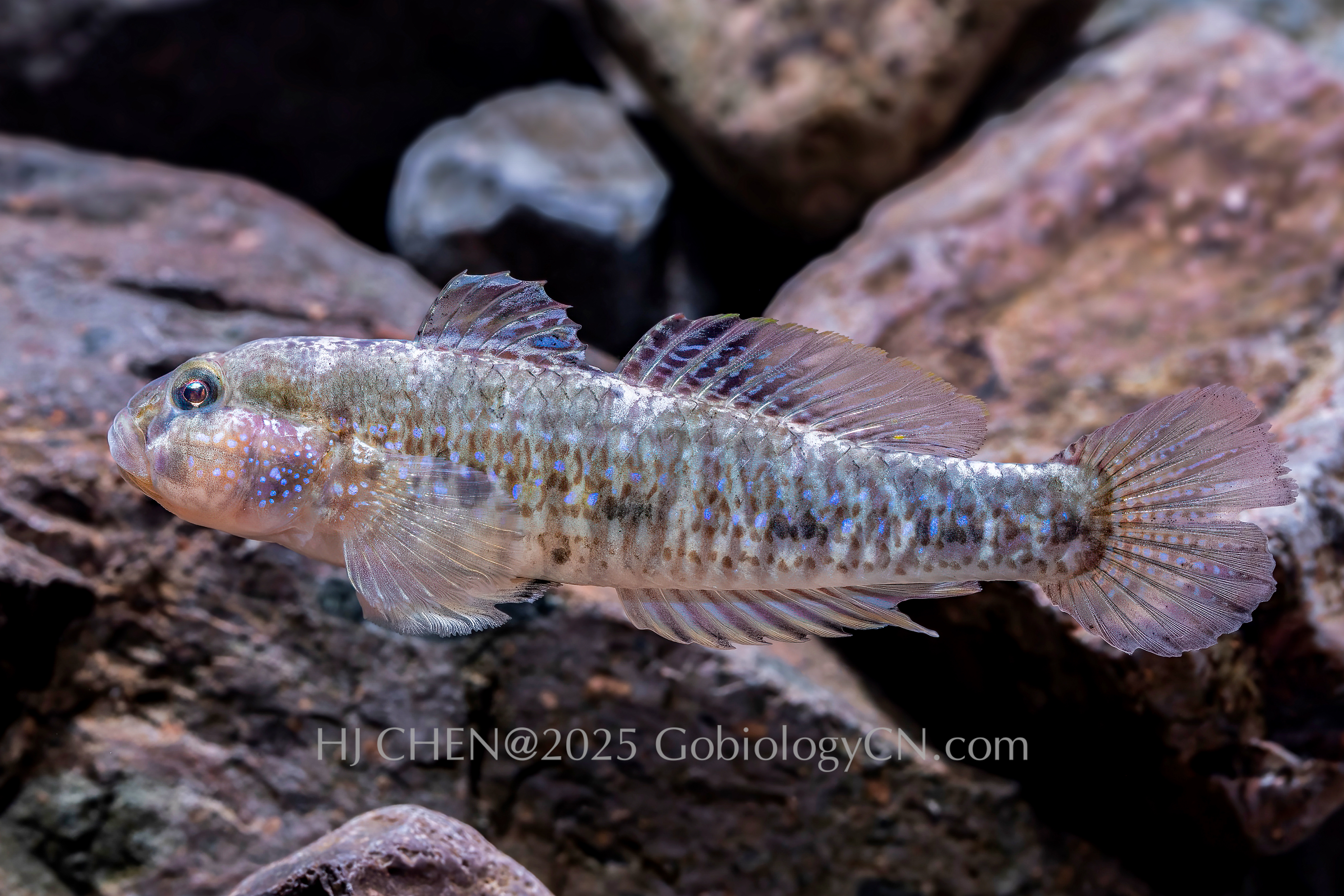 Acentrogobius madraspatensis 1
