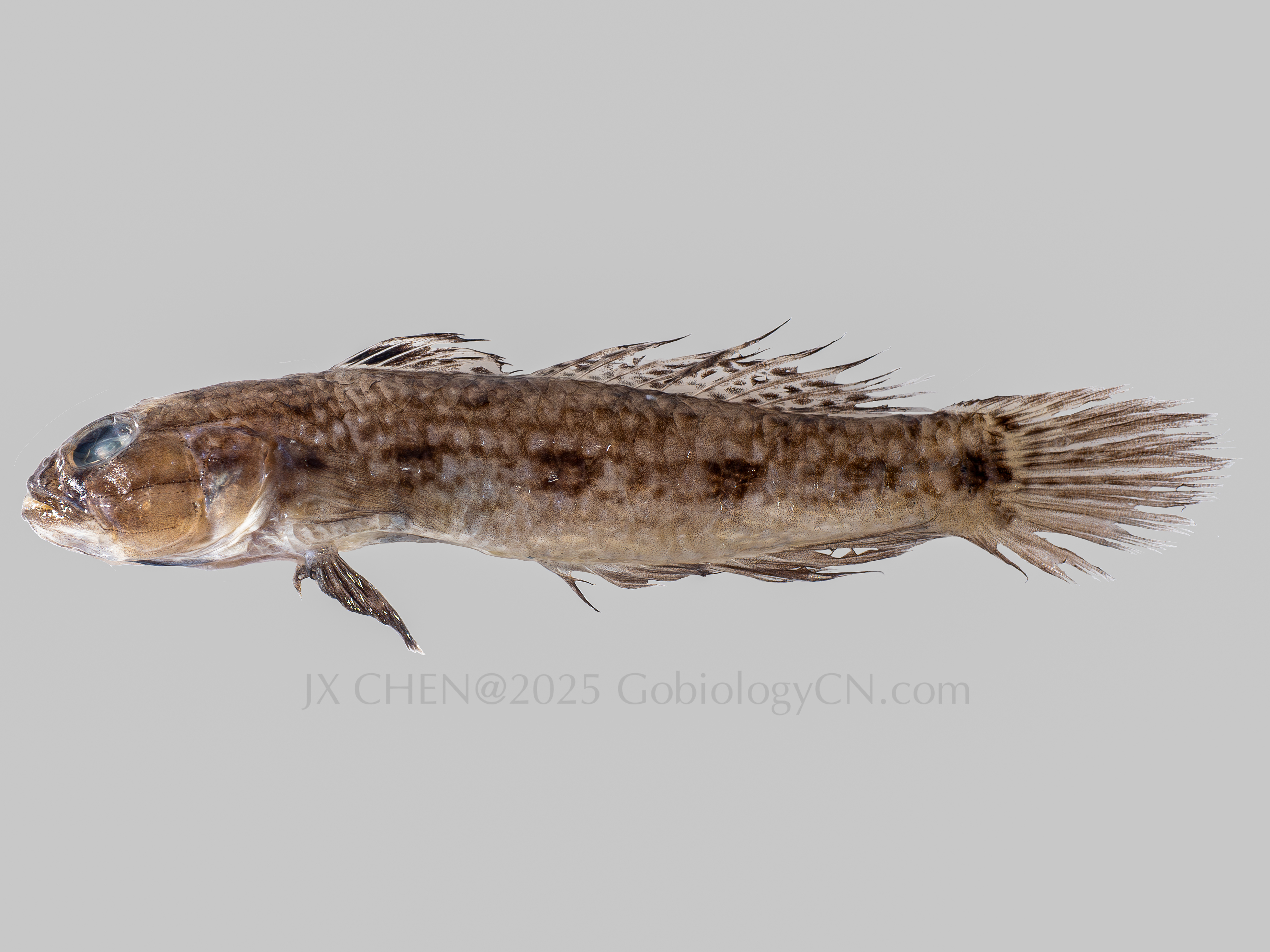 Acentrogobius sp 1 1