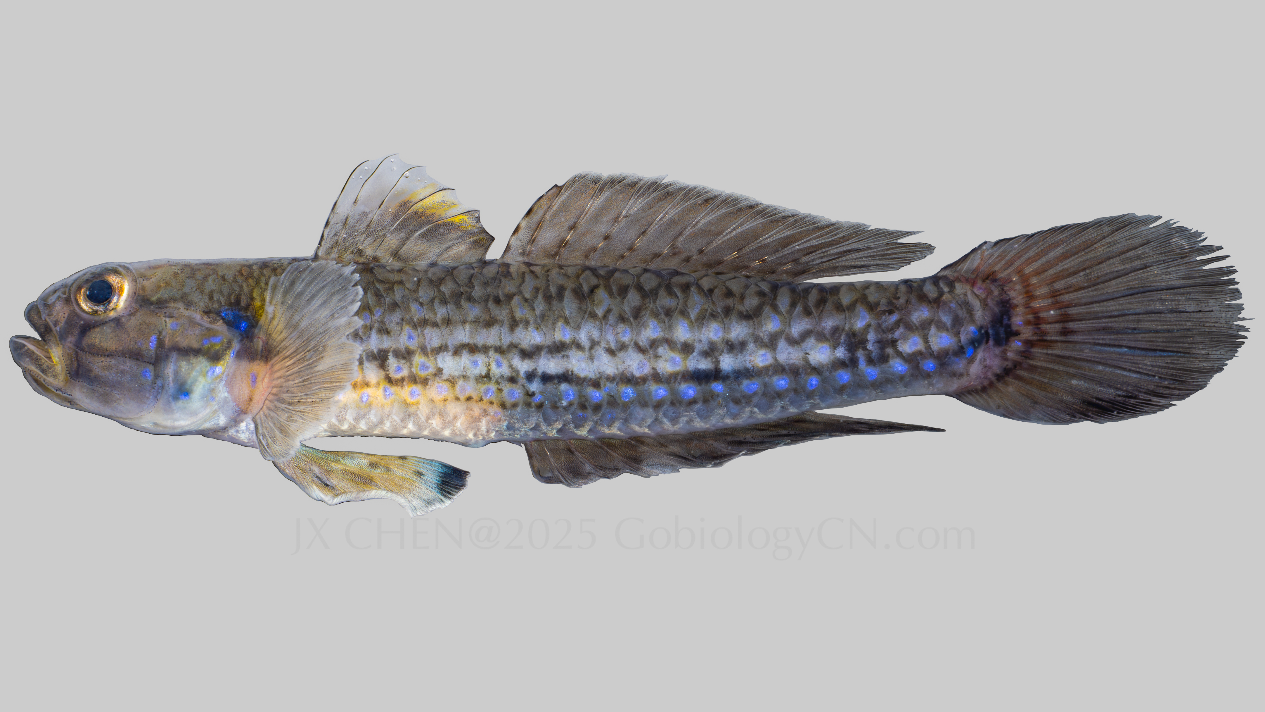 Acentrogobius sp 1 2