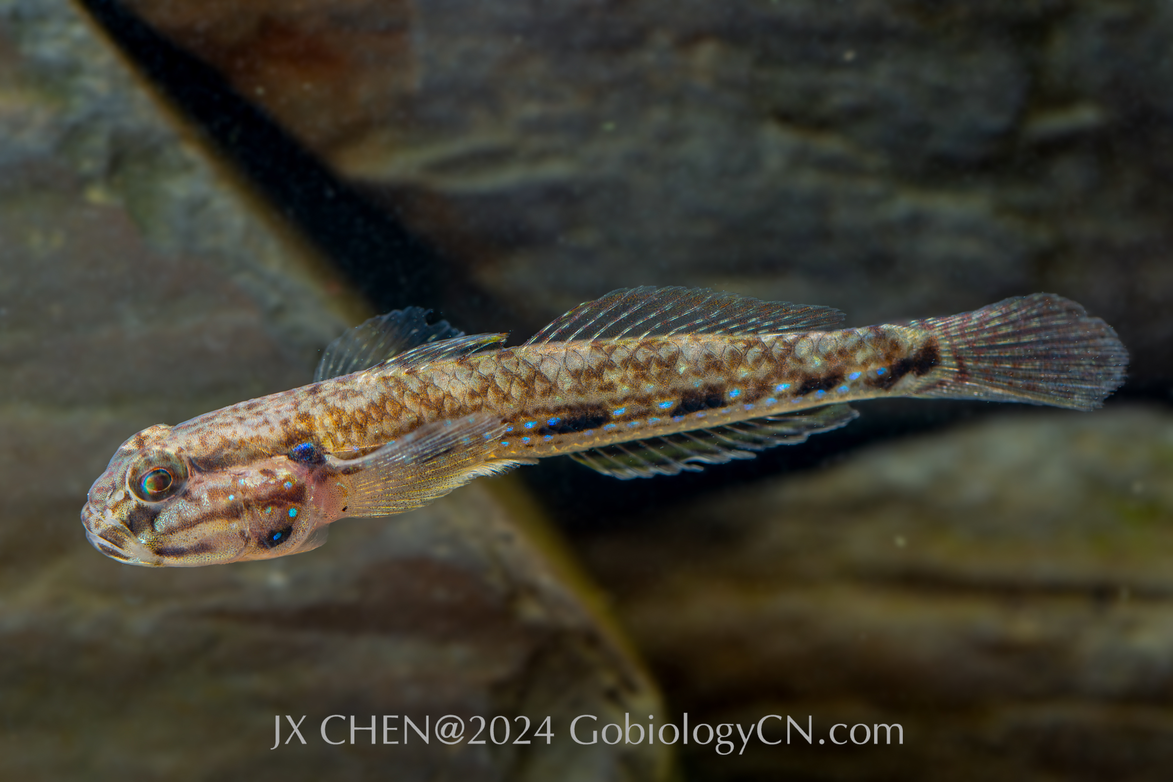 Acentrogobius virgatulus qingdao