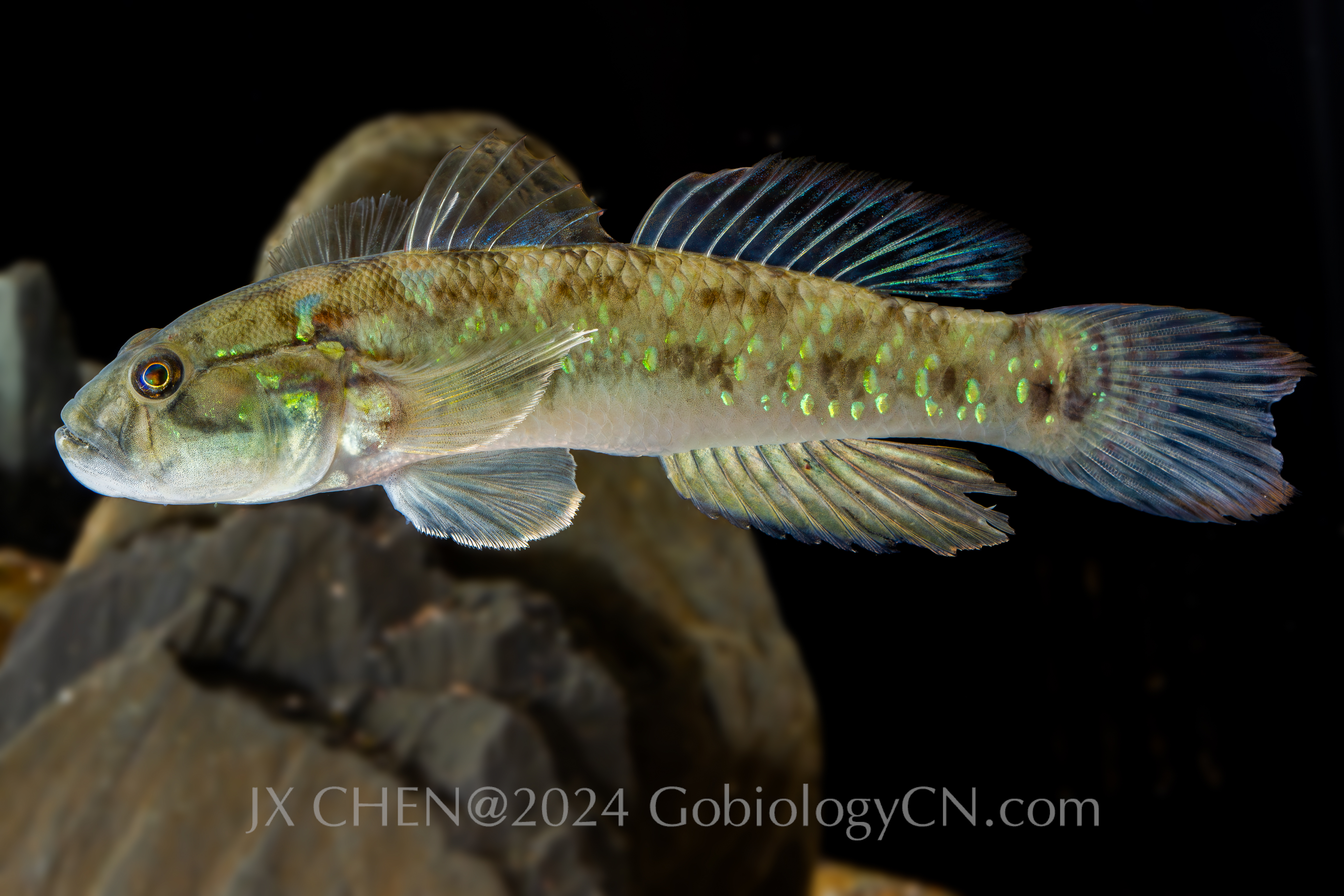 Acentrogobius viridipunctatus beihai