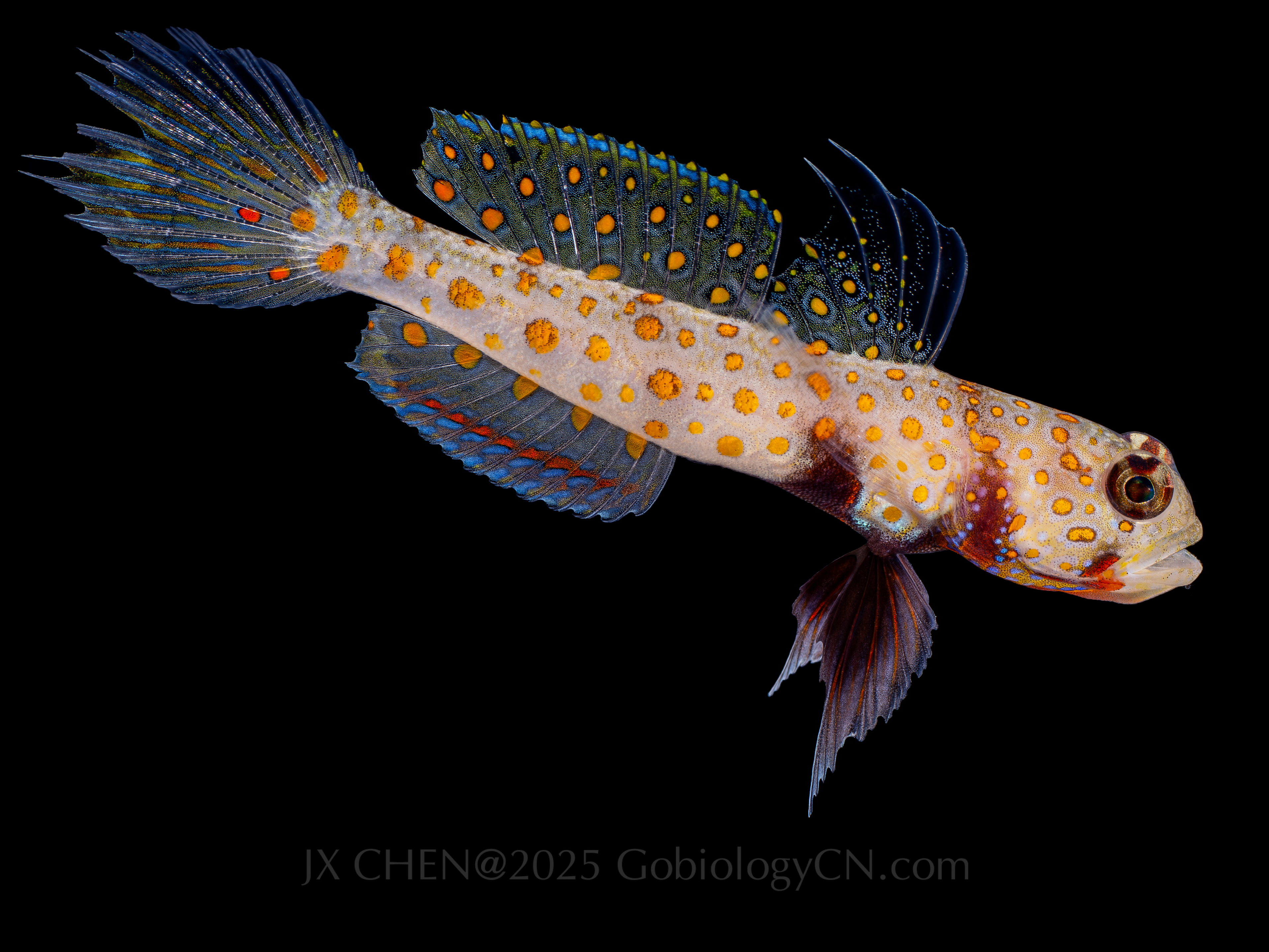 Amblyeleotris guttata 1