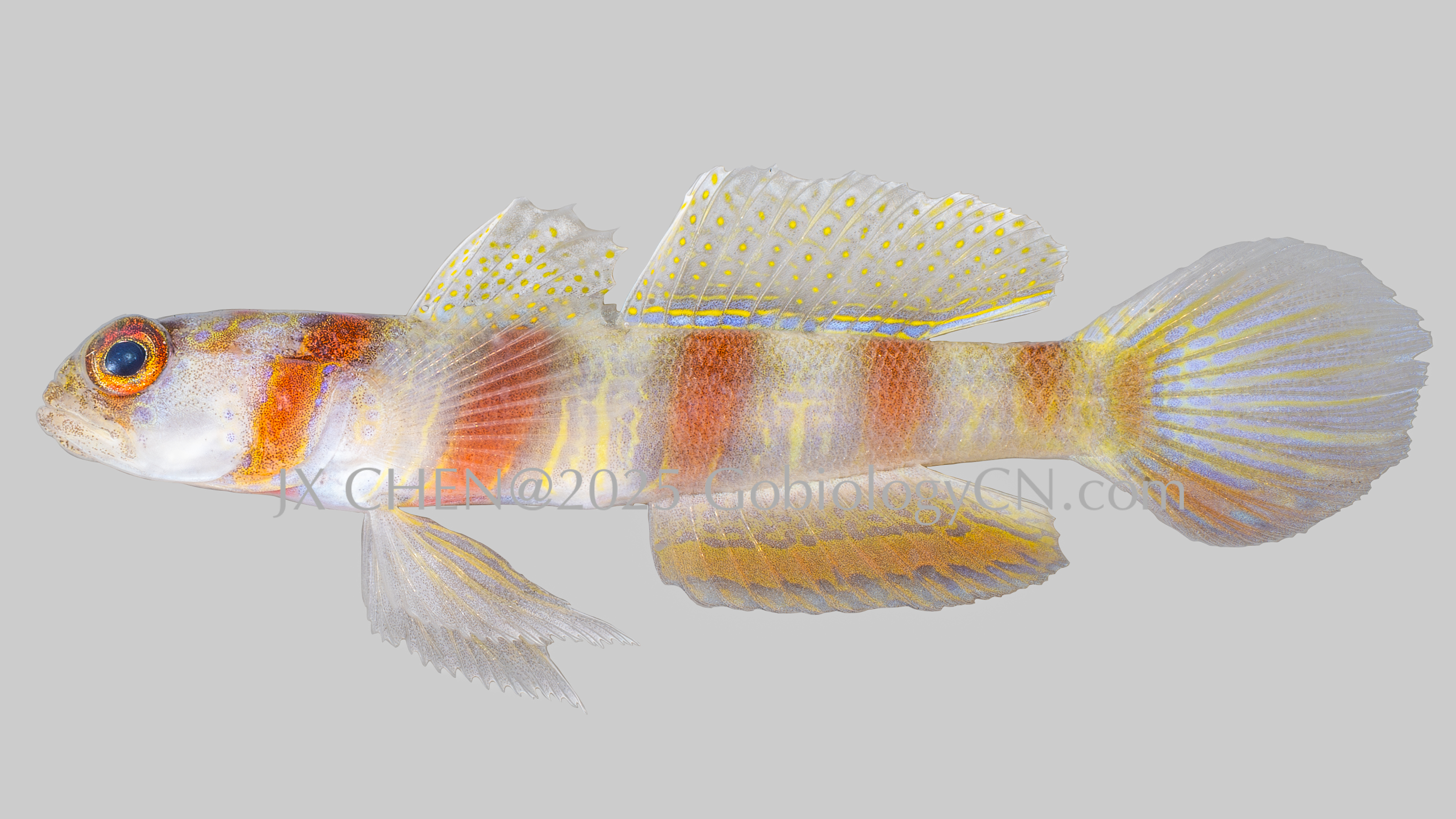 Amblyeleotris steinitzi 1
