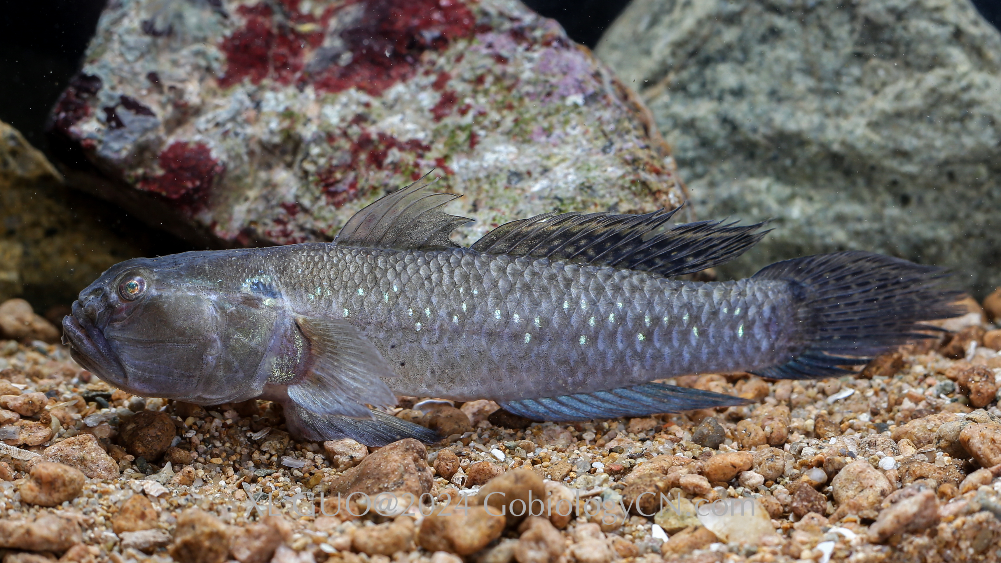 Aulopareia unicolor zhoushan