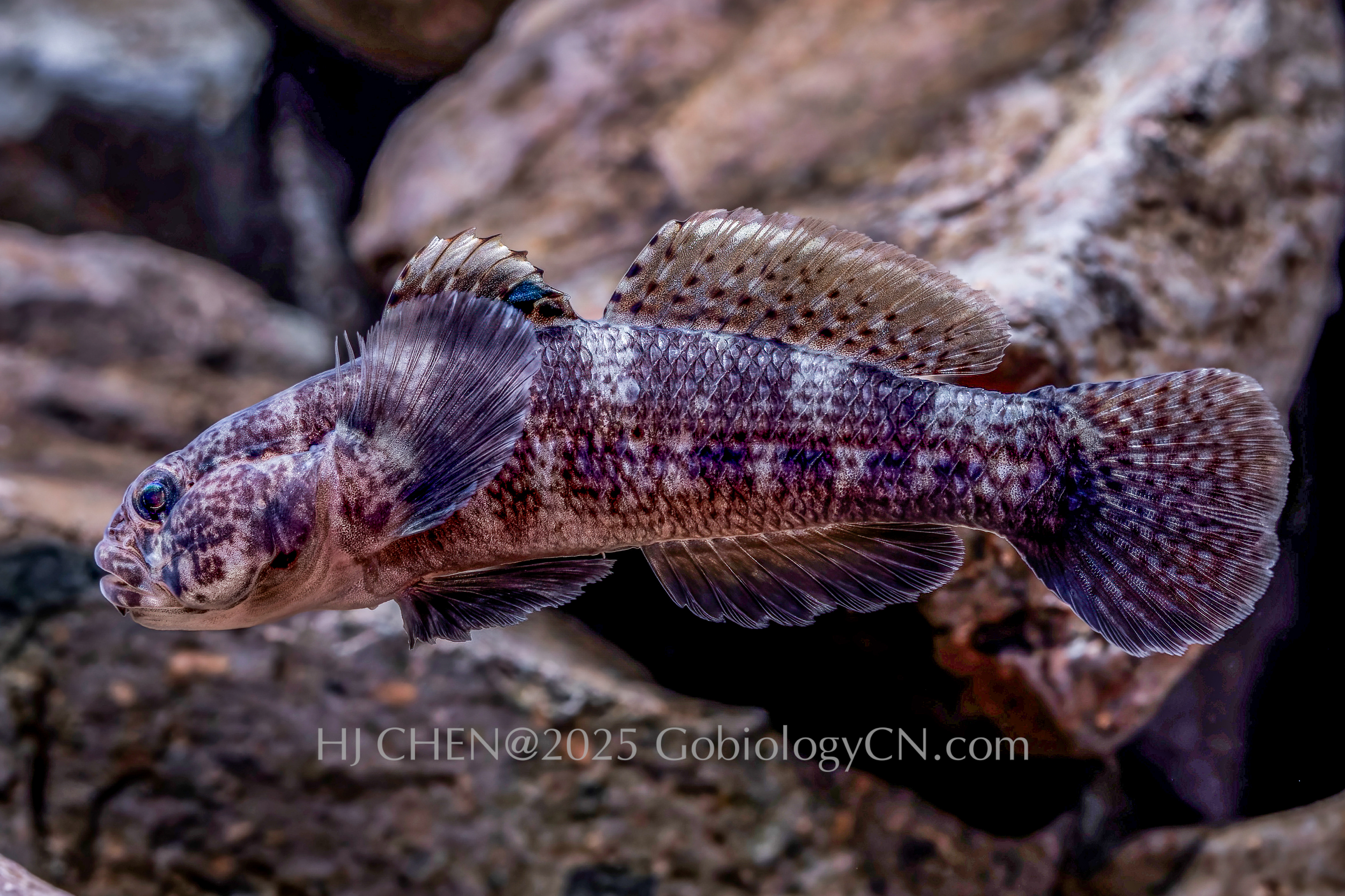 Bathygobius cyclopterus