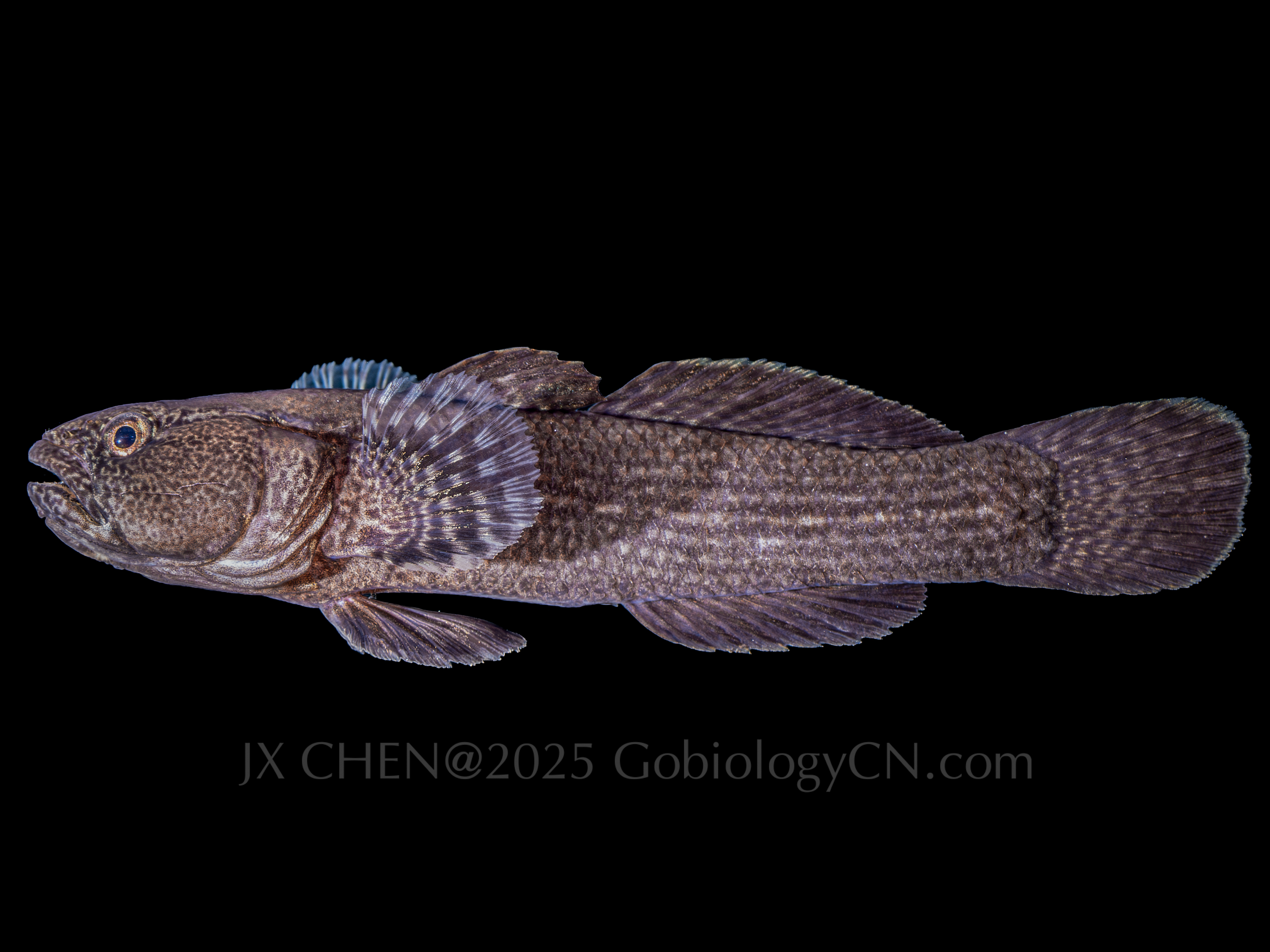 Bathygobius petrophilus1