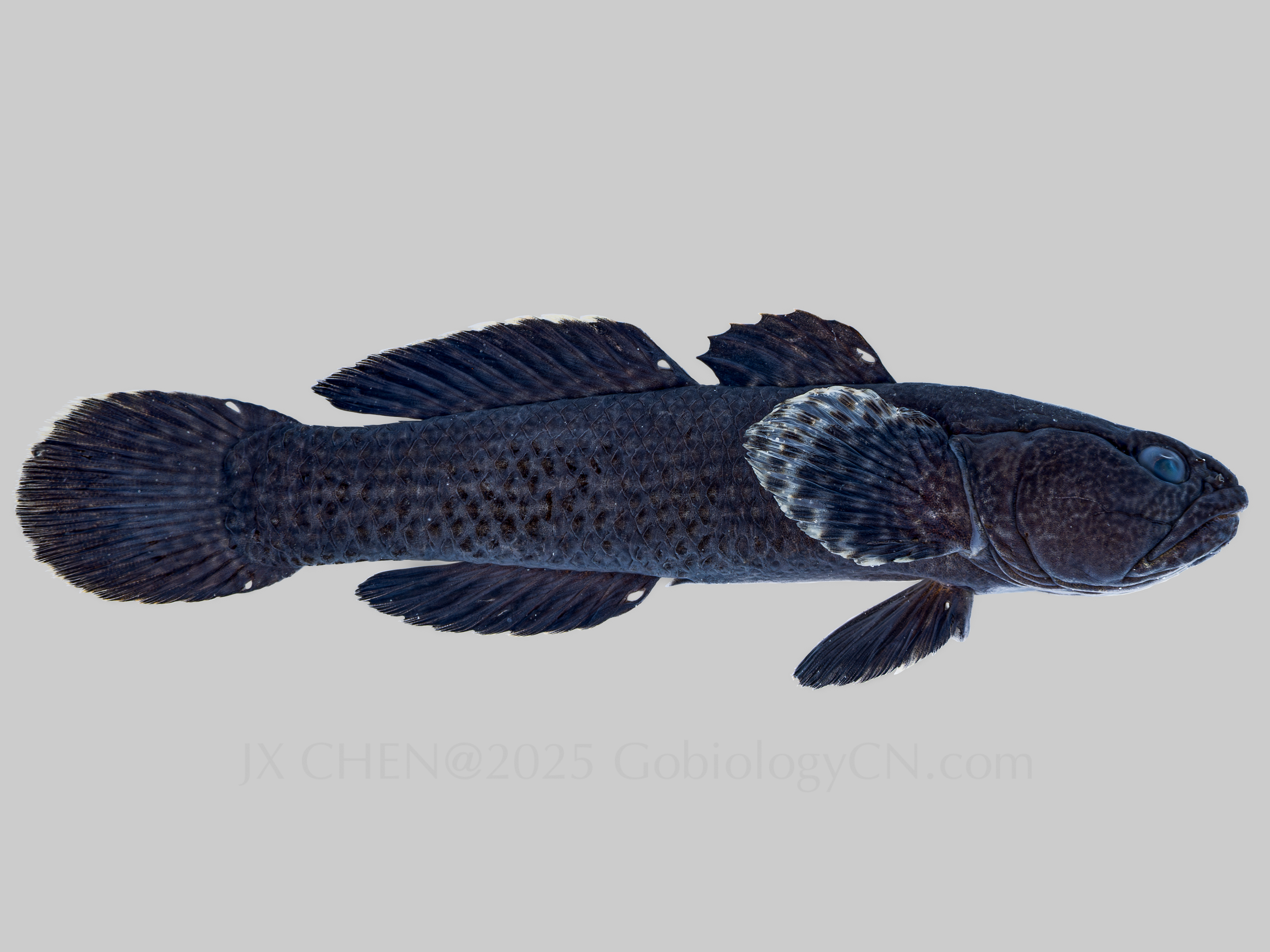Bathygobius petrophilus2