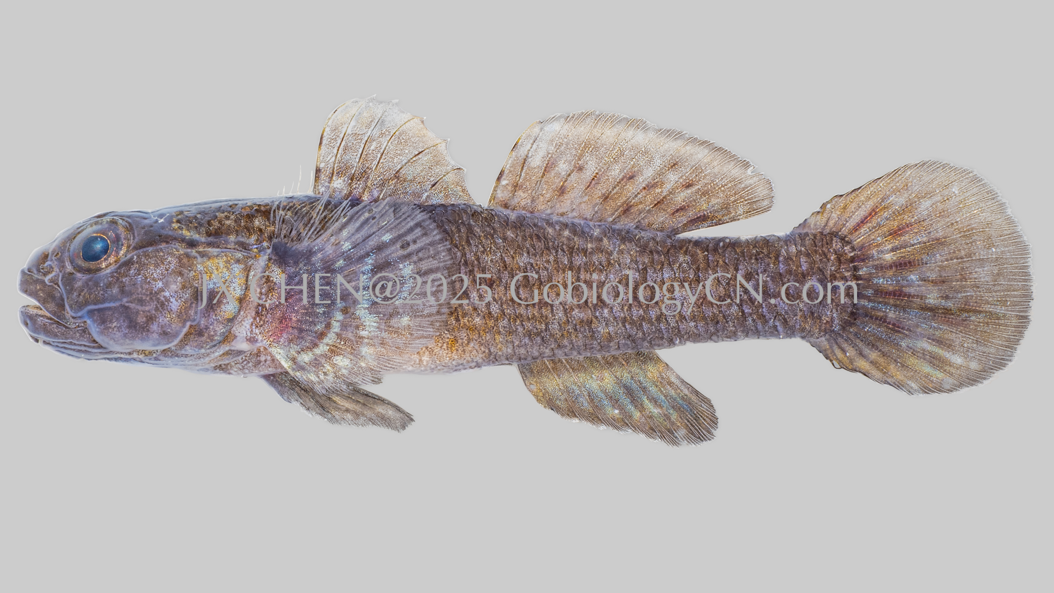 Bathygobius sp1 sanya