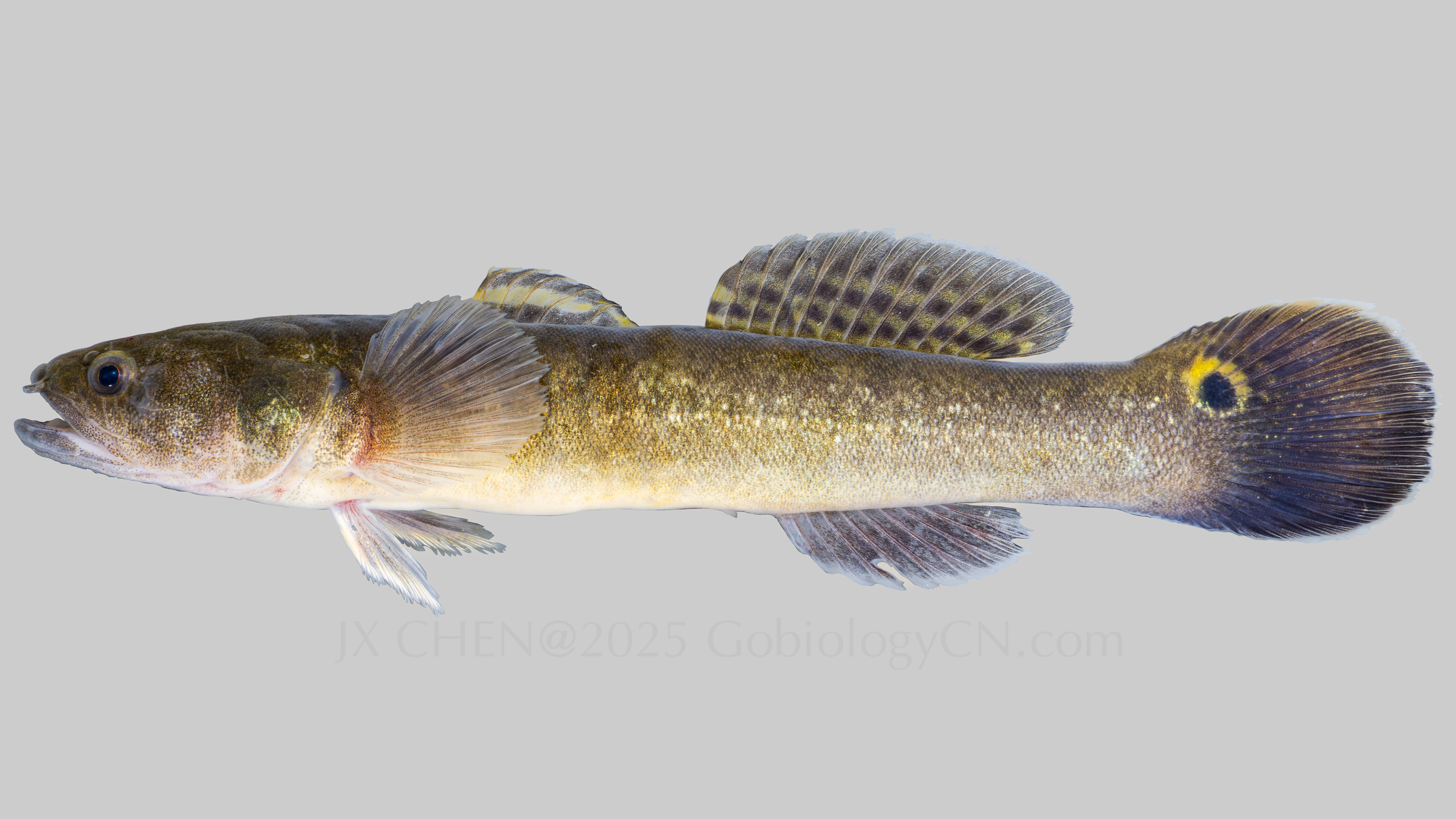 Bostrychus donghaiensis Ningde