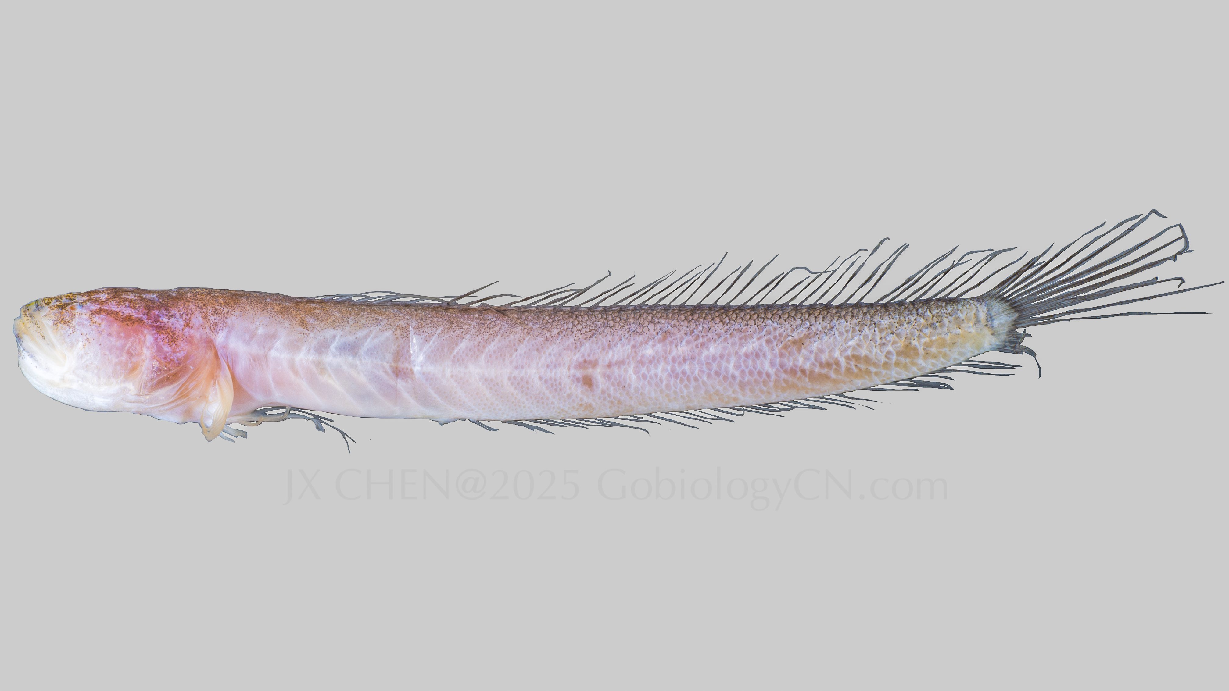 Brachyamblyopus brachysoma zhangzhou