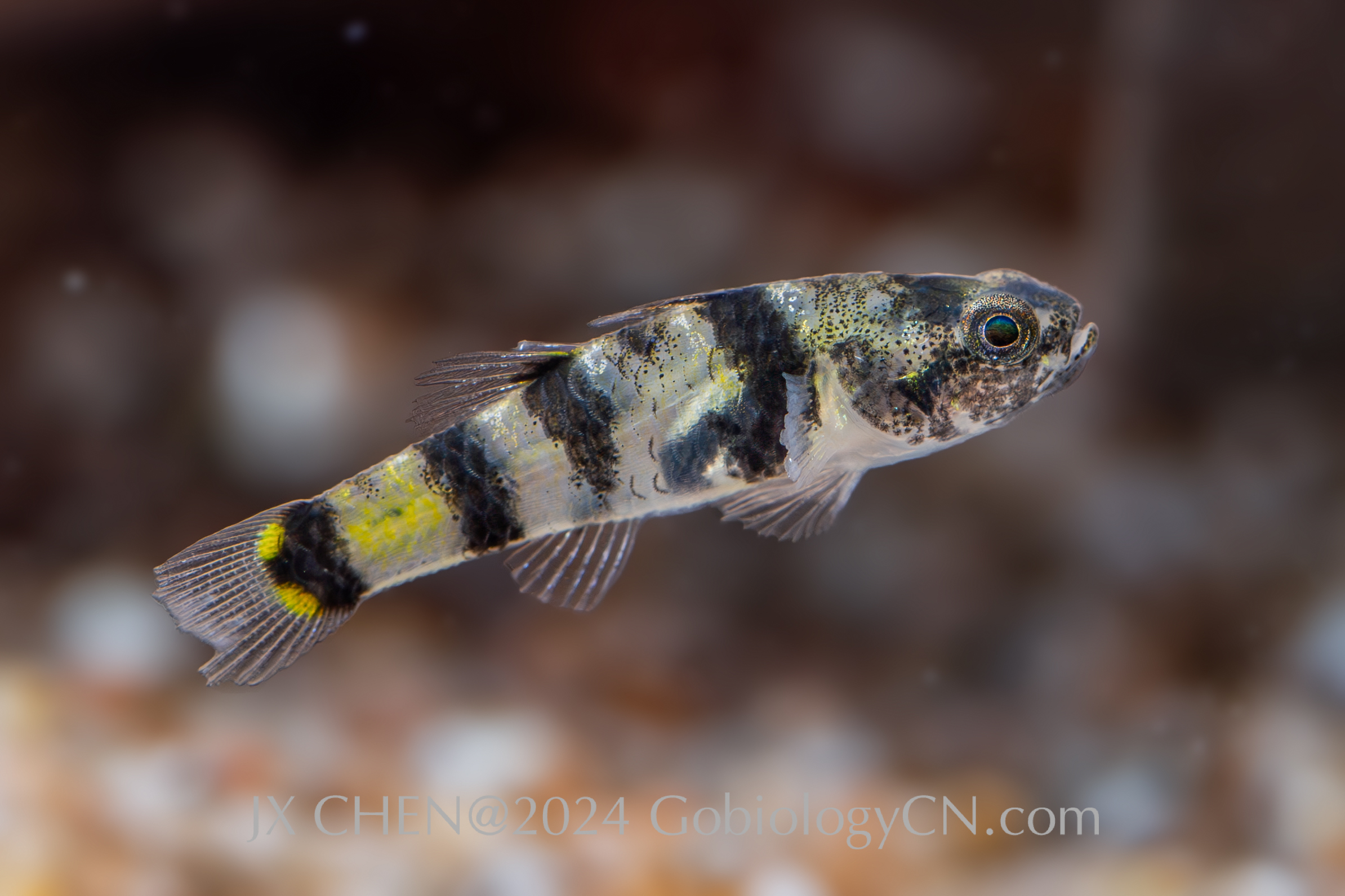 Brachygobius cf. kabiliensis