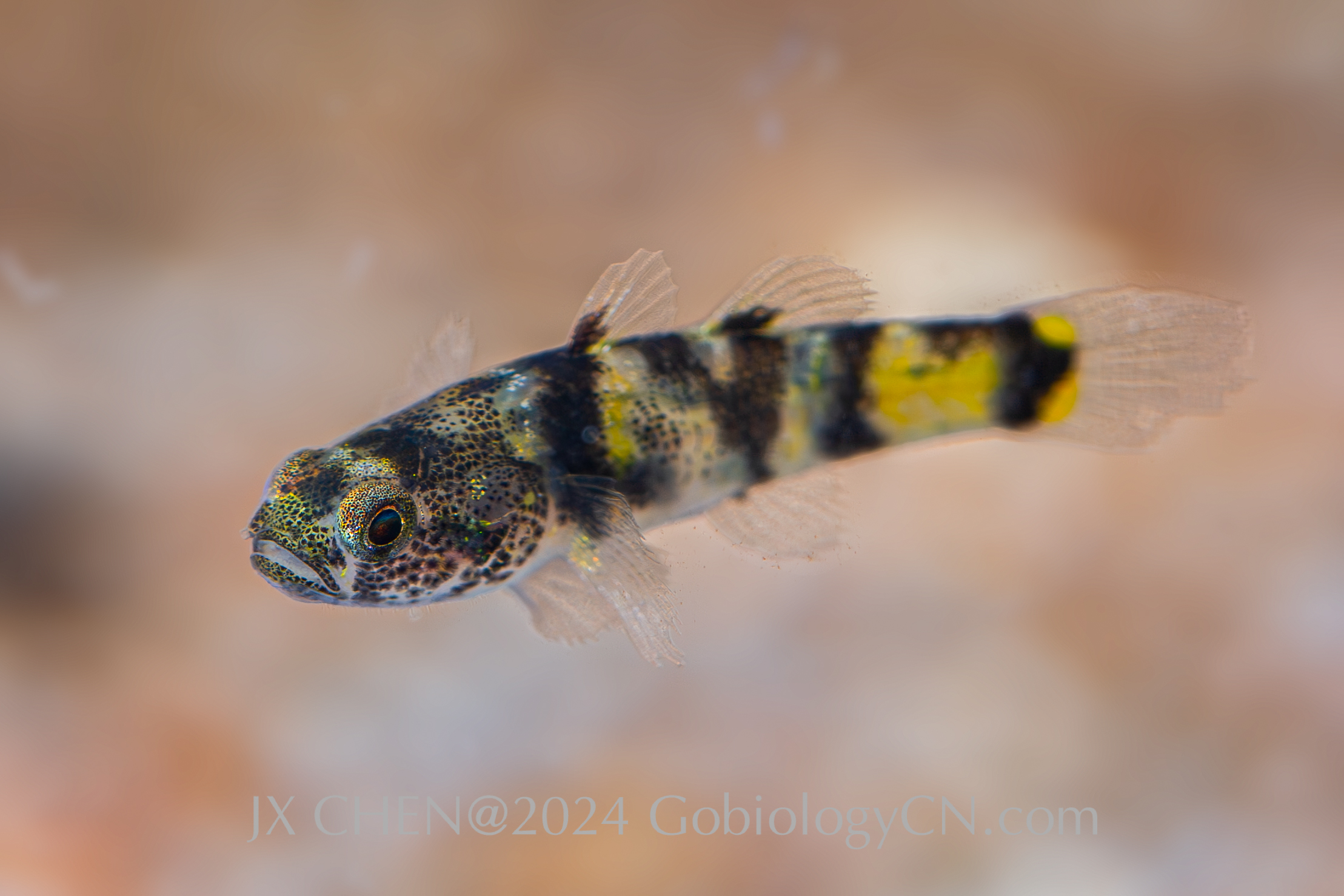 Brachygobius cf. kabiliensis