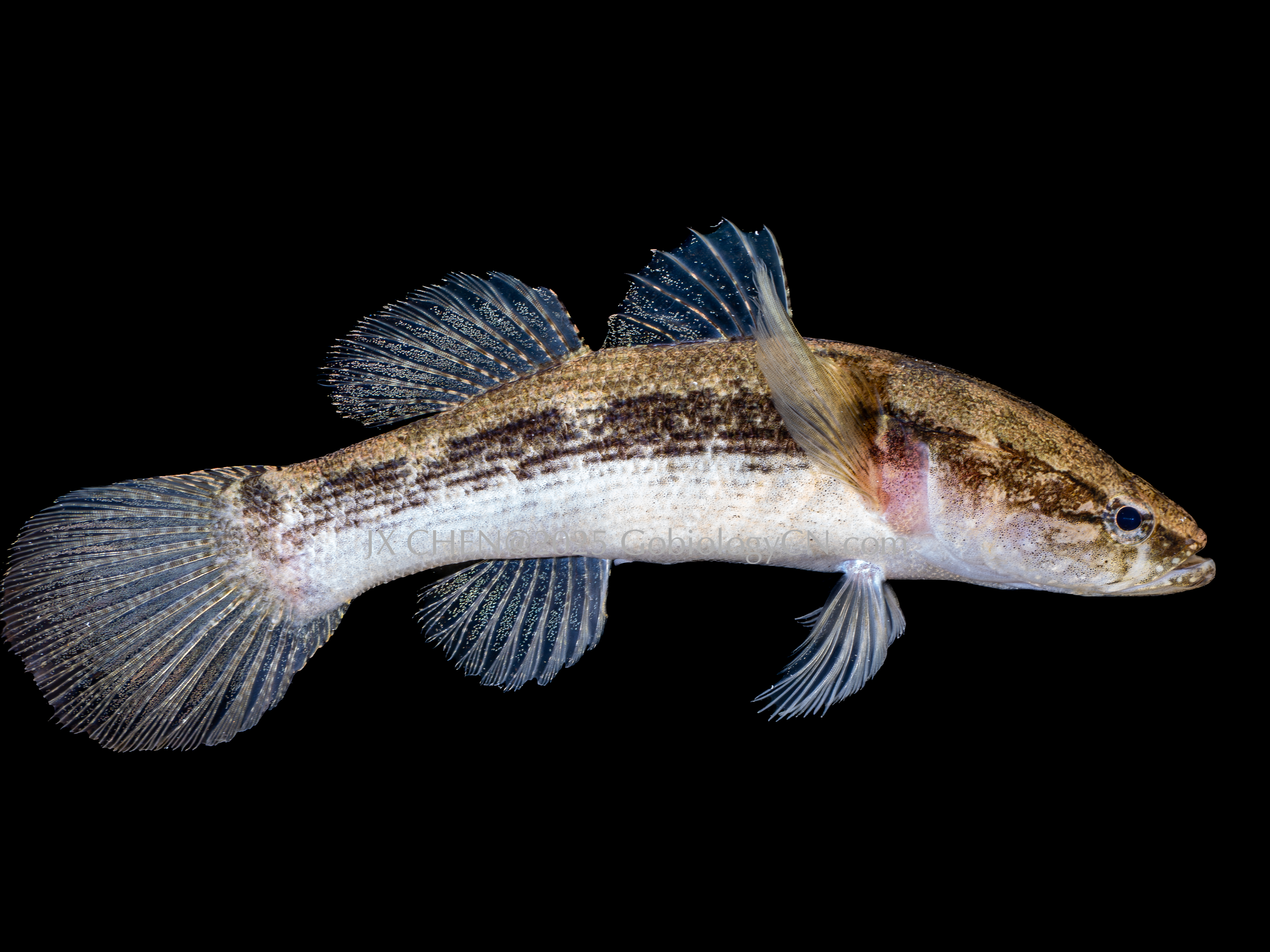 Bunaka gyrinoides
