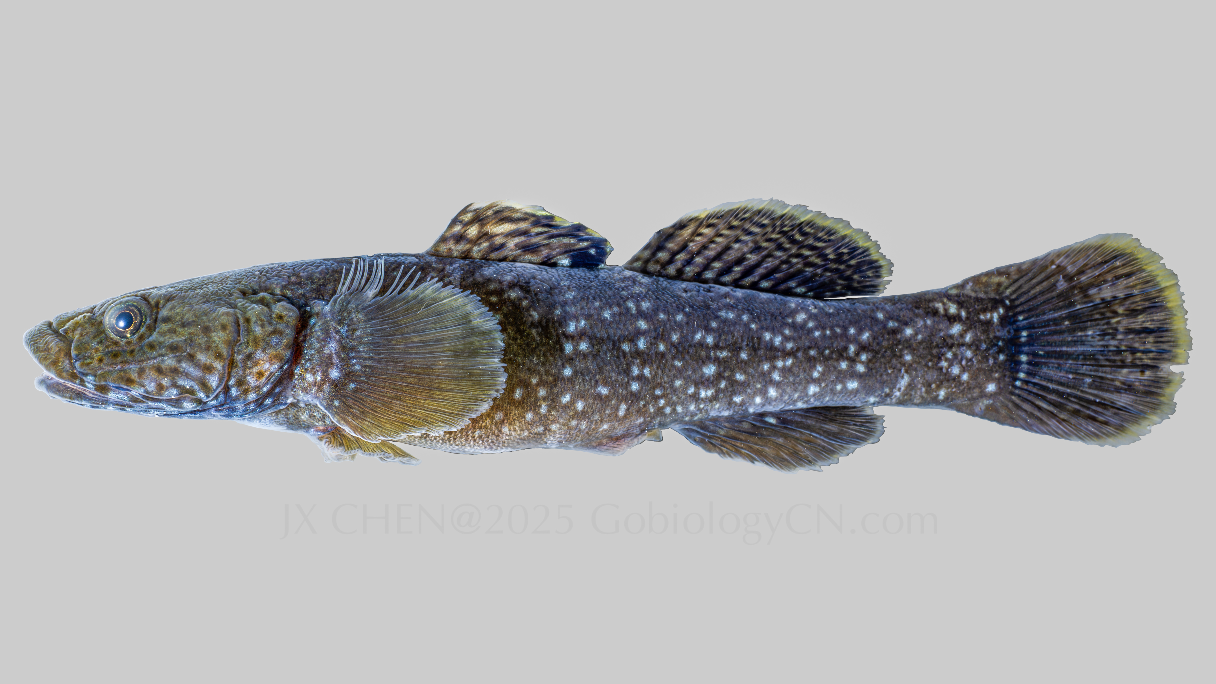 Cha_gulosus Image 2