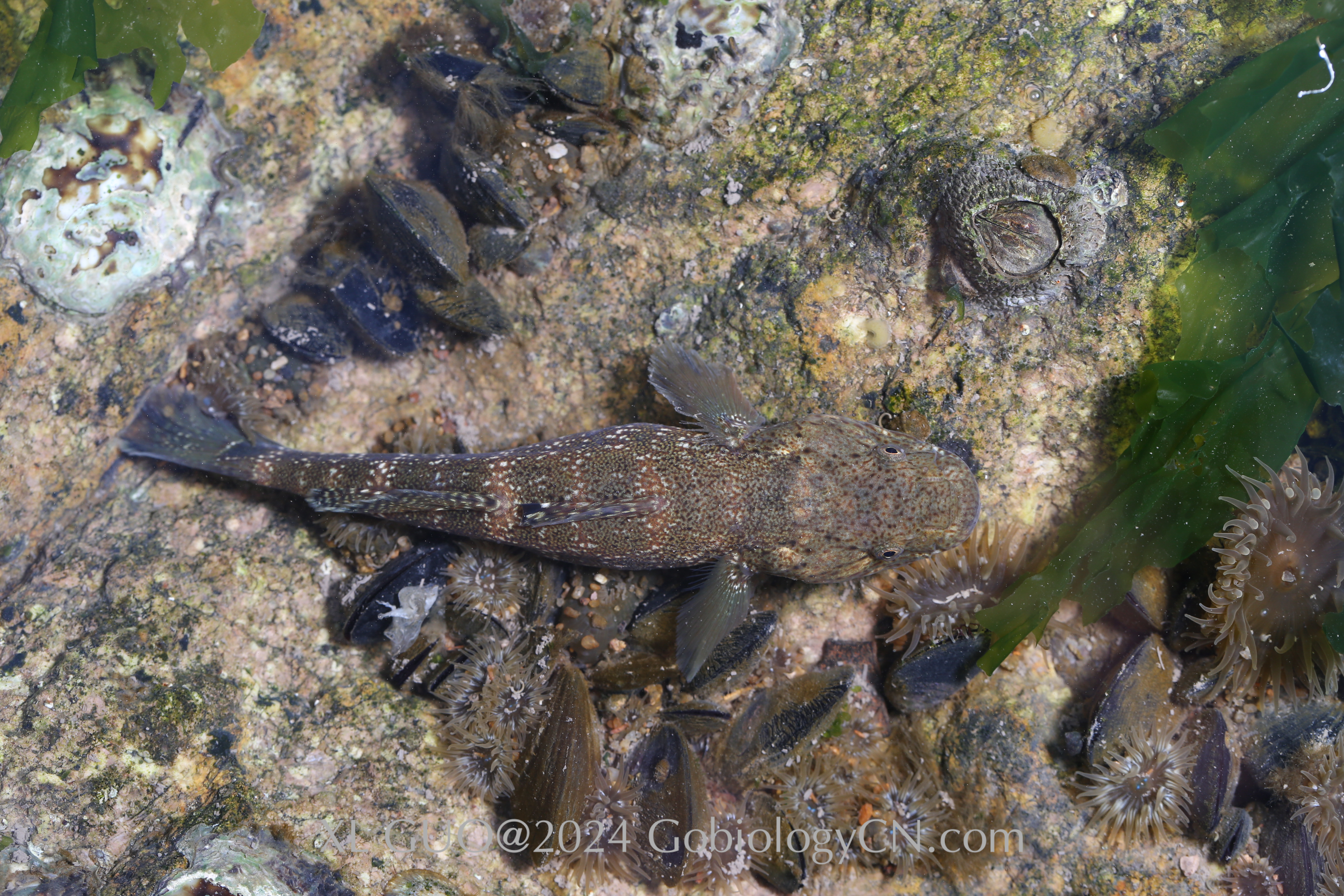 Chaenogobius gulosus Shengshan Island Image