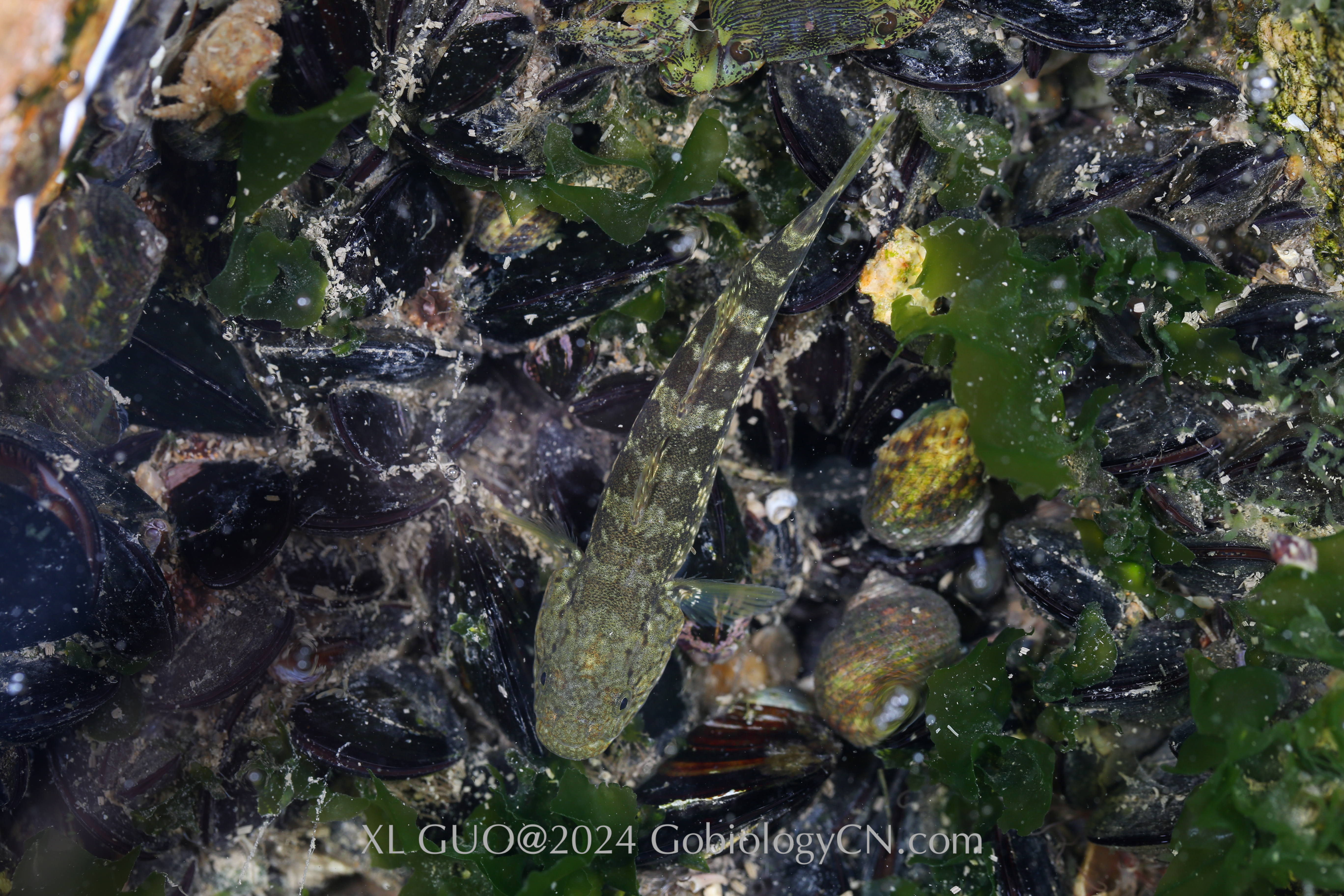 Chaenogobius gulosus Shengshan Island Image