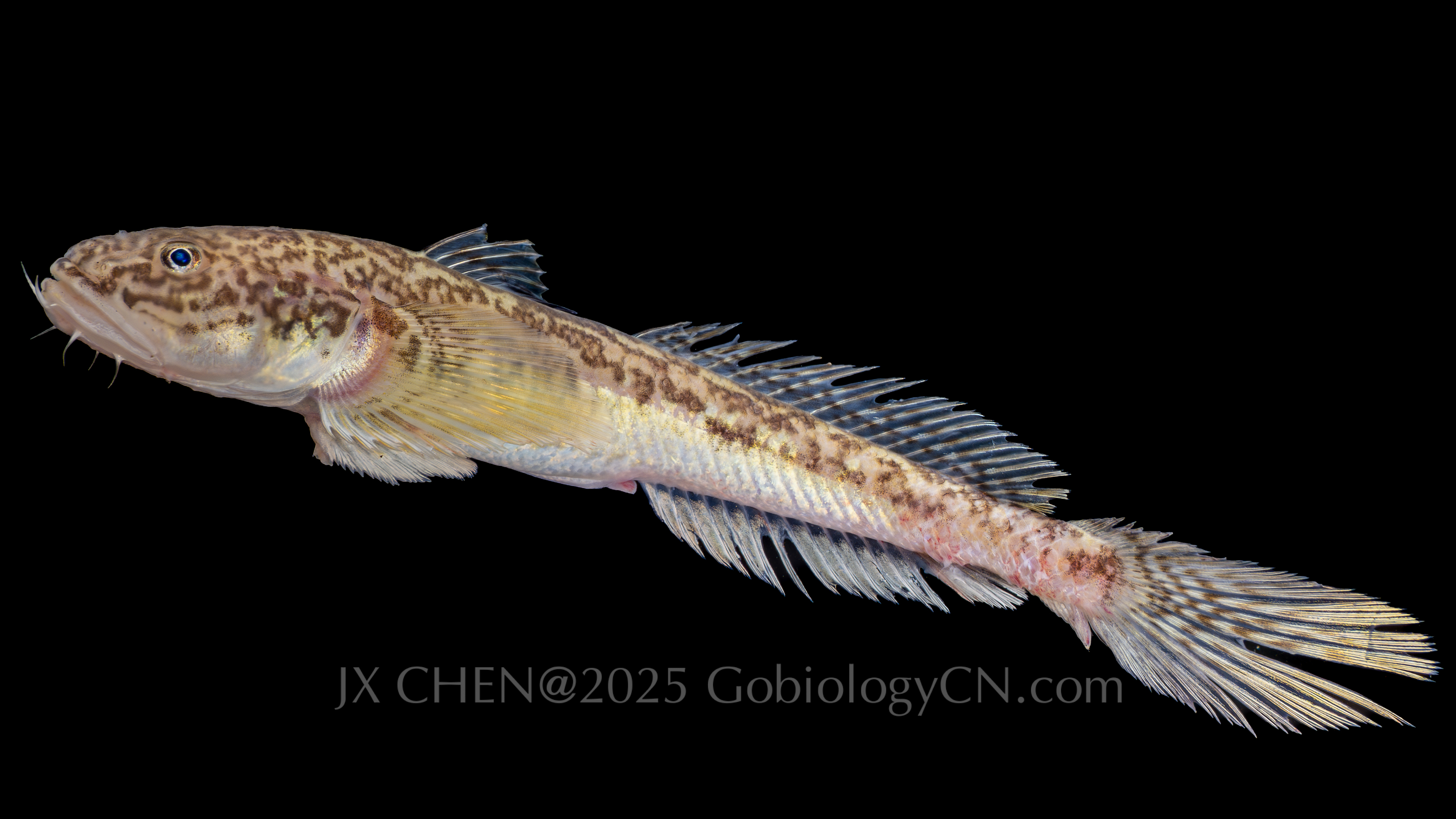 Chaeturichthys jeoni 1