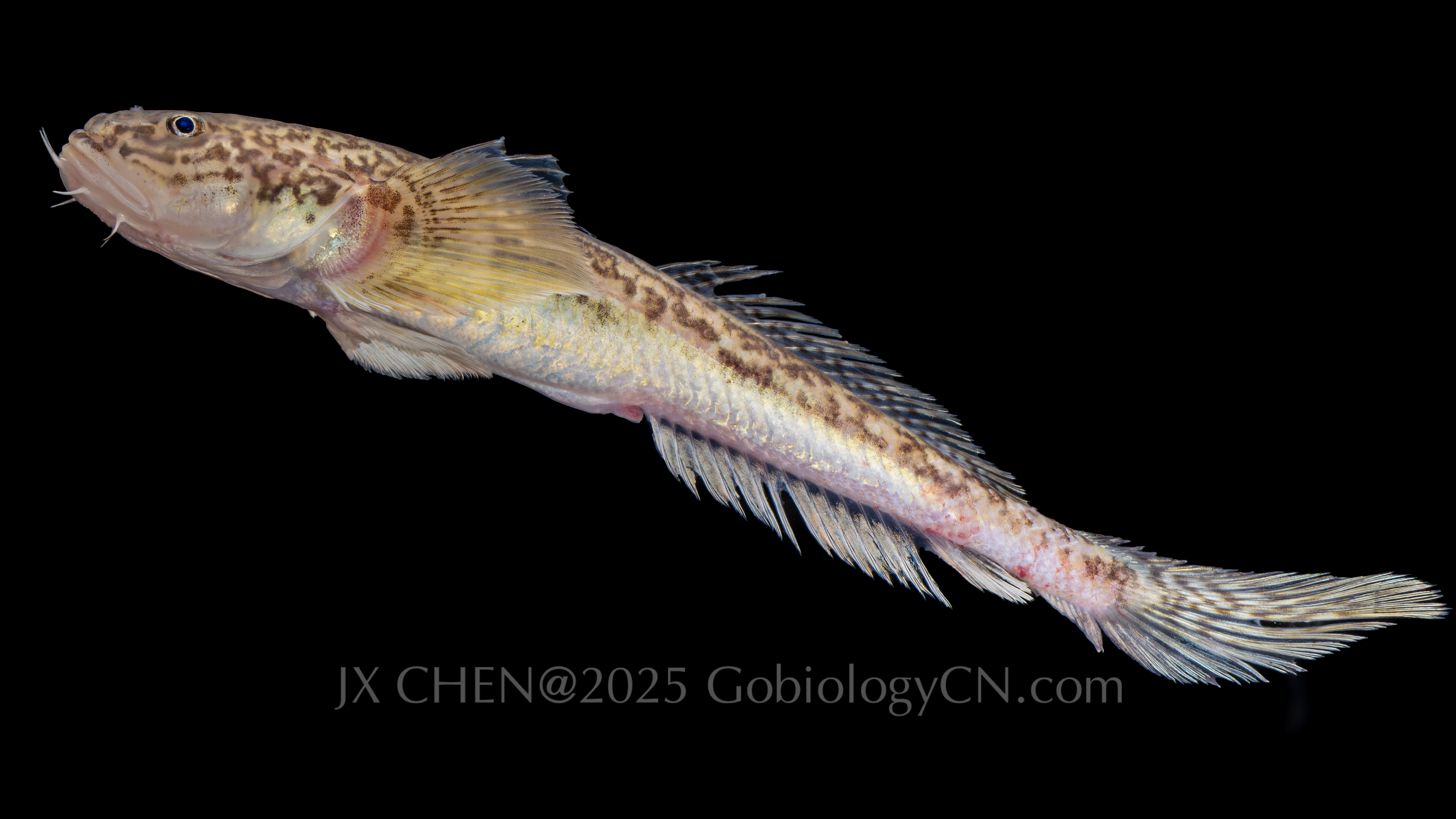 Chaeturichthys jeoni 2